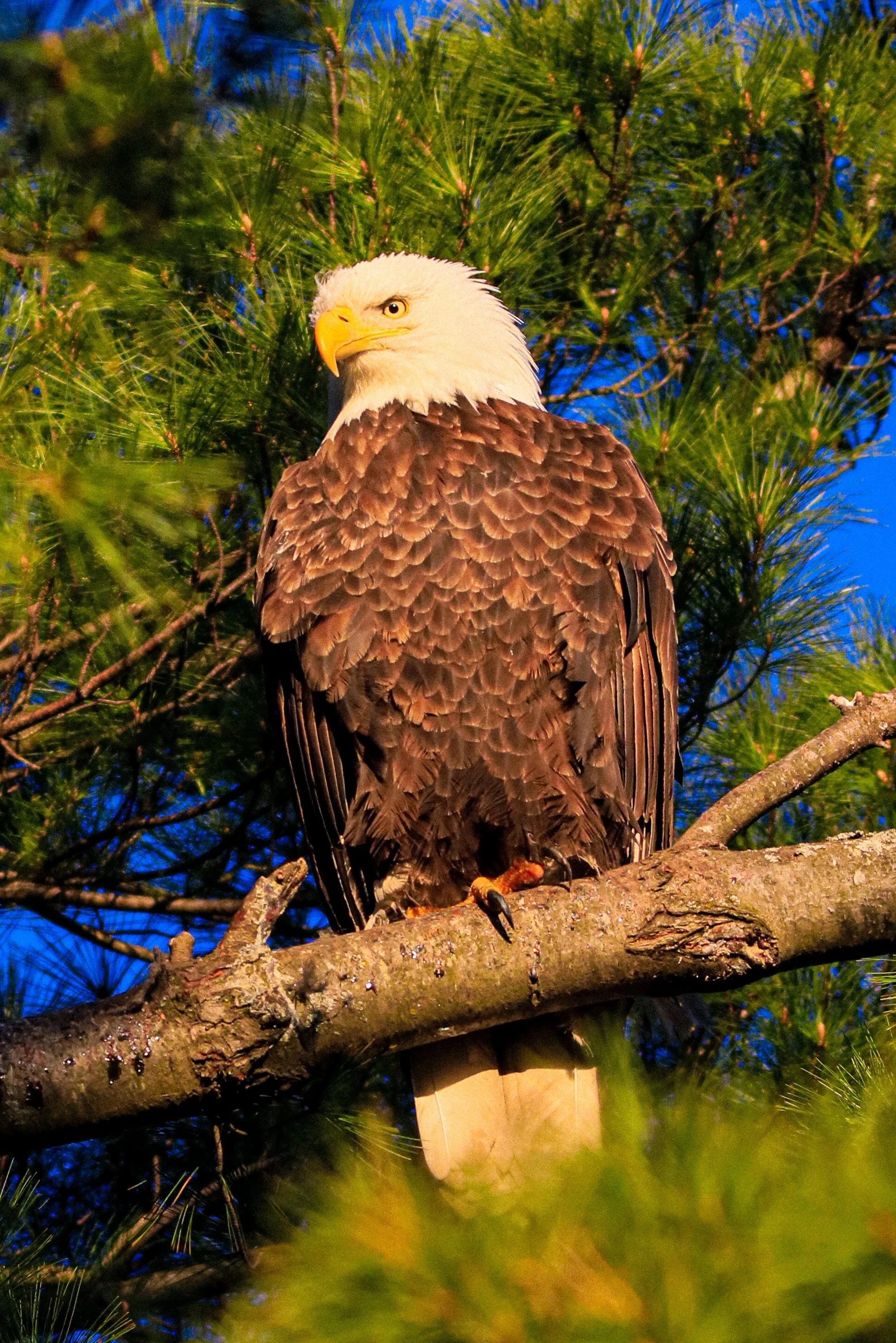 A bald eagle perched on a tree branch during dusk, with green pine leaves and a blue sky in the background.