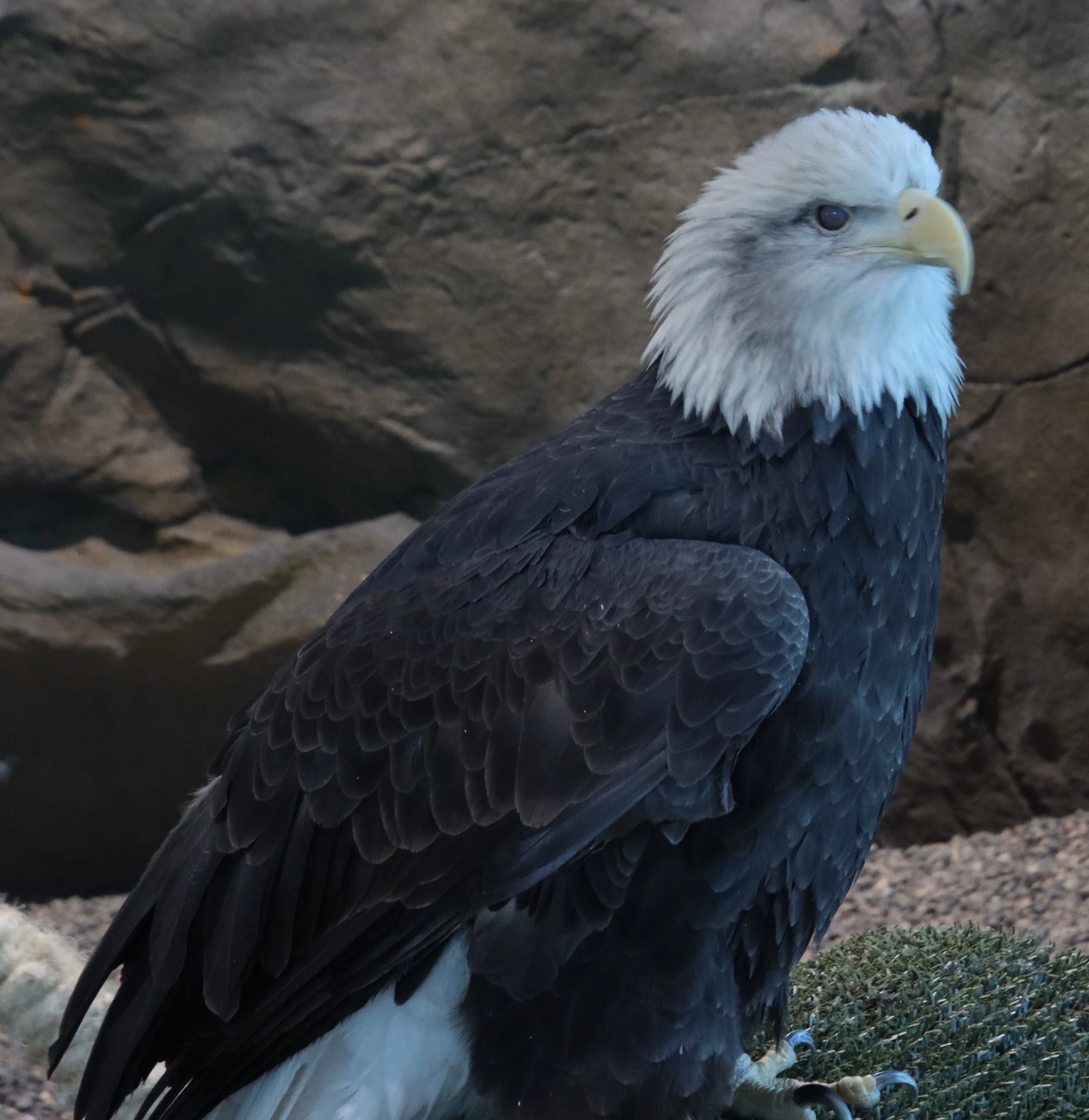 Close-up of an eagle with white head and dark body, standing on grass with rocks in the background.