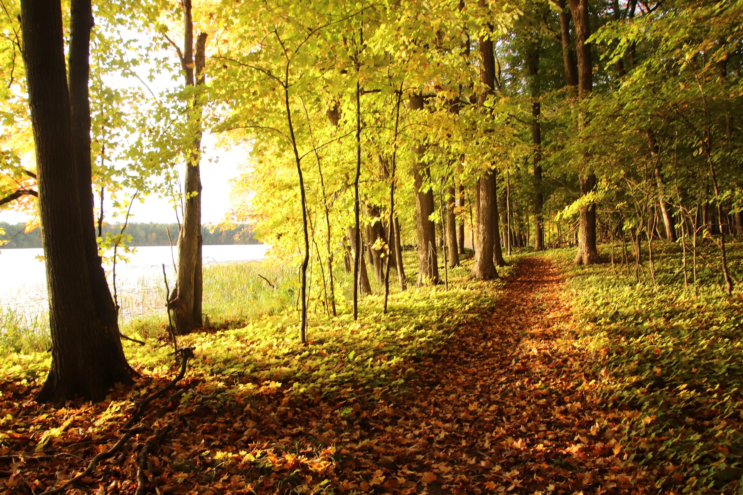 IMG_3719.JPG lake trail (1).JPG