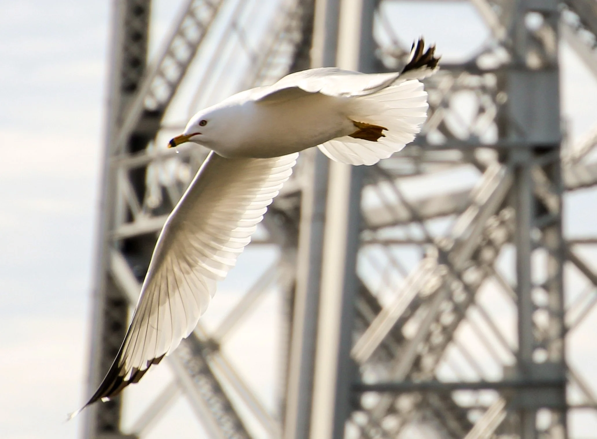 A seagull flying near a metallic structure with loops and rivets.