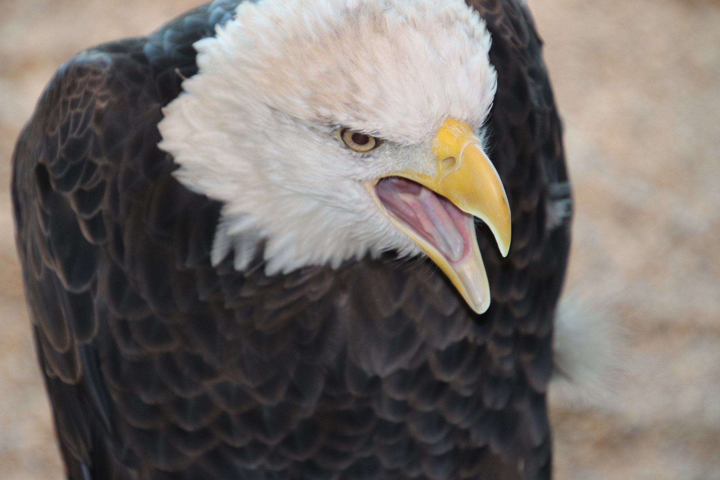 Close-up of a bald eagle with a white head, yellow beak, and black feathers on its body.