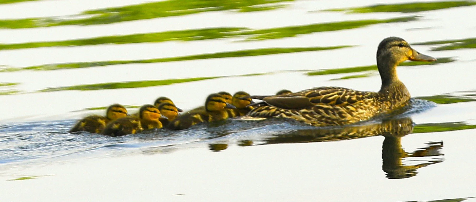 Duck family, swimming