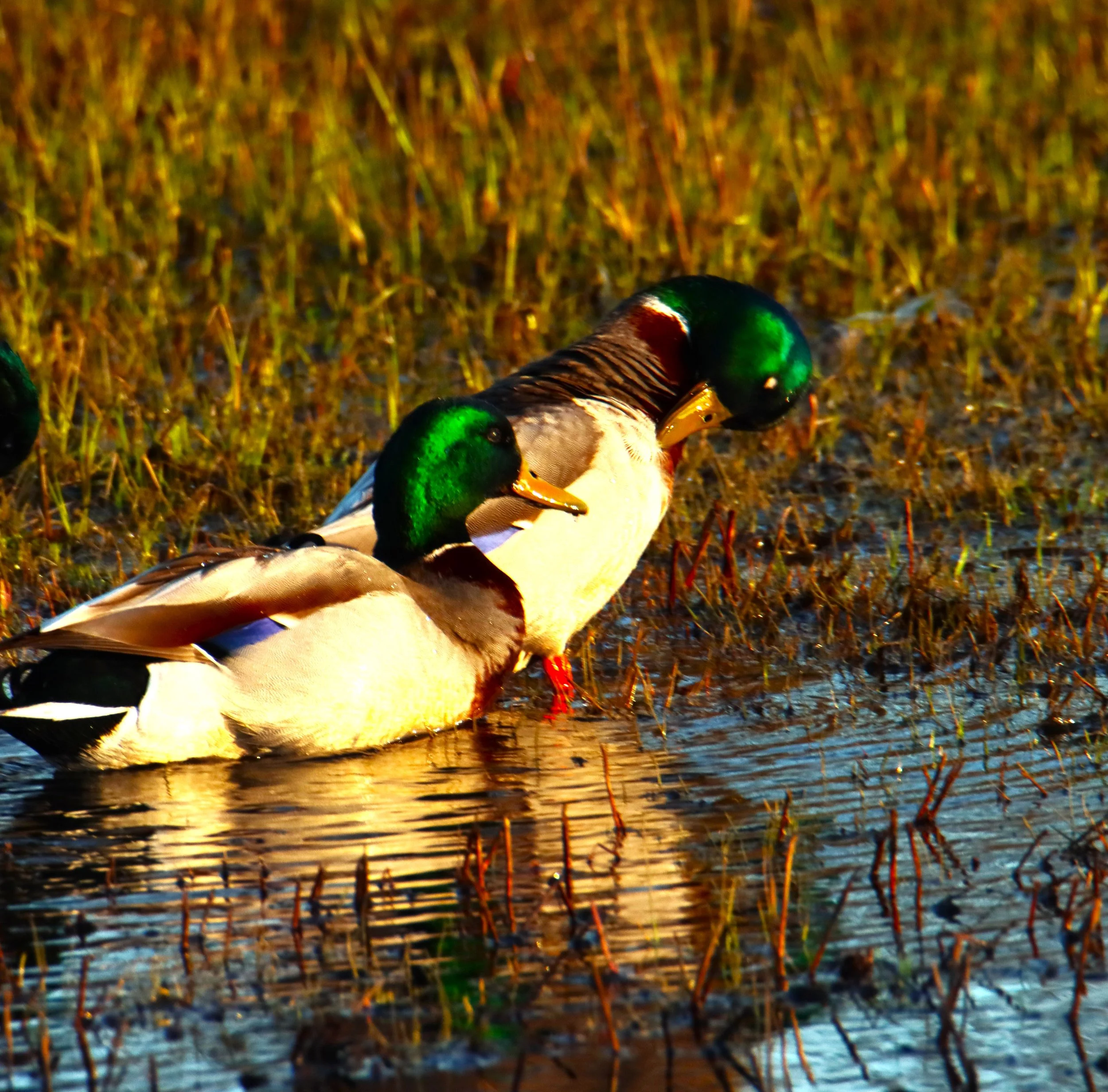 A close-up of two mallard ducks in a wetland area with tall grass and water.