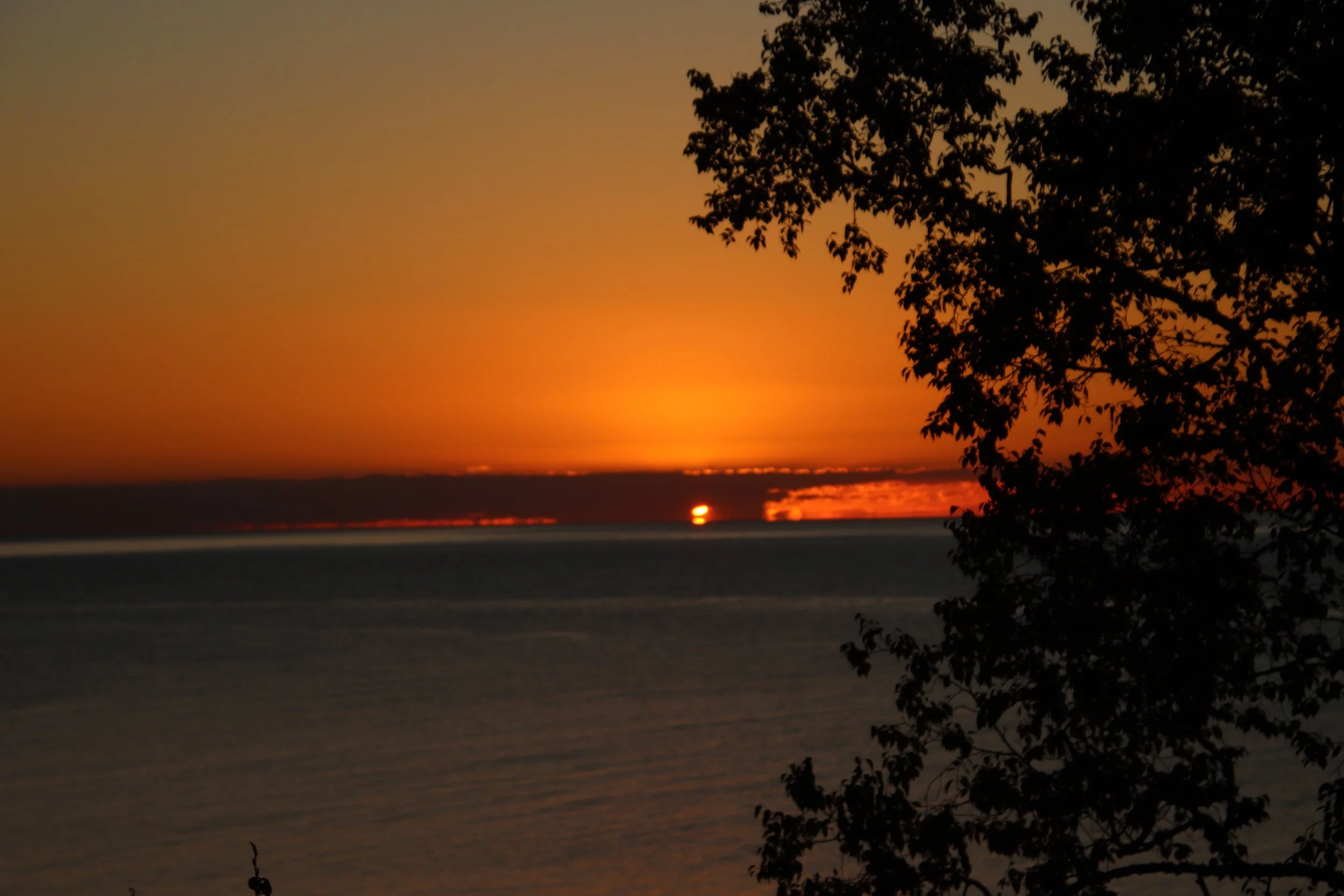 Sunset over a large body of water with reflections of the sky, partially obscured by the silhouette of a tree.