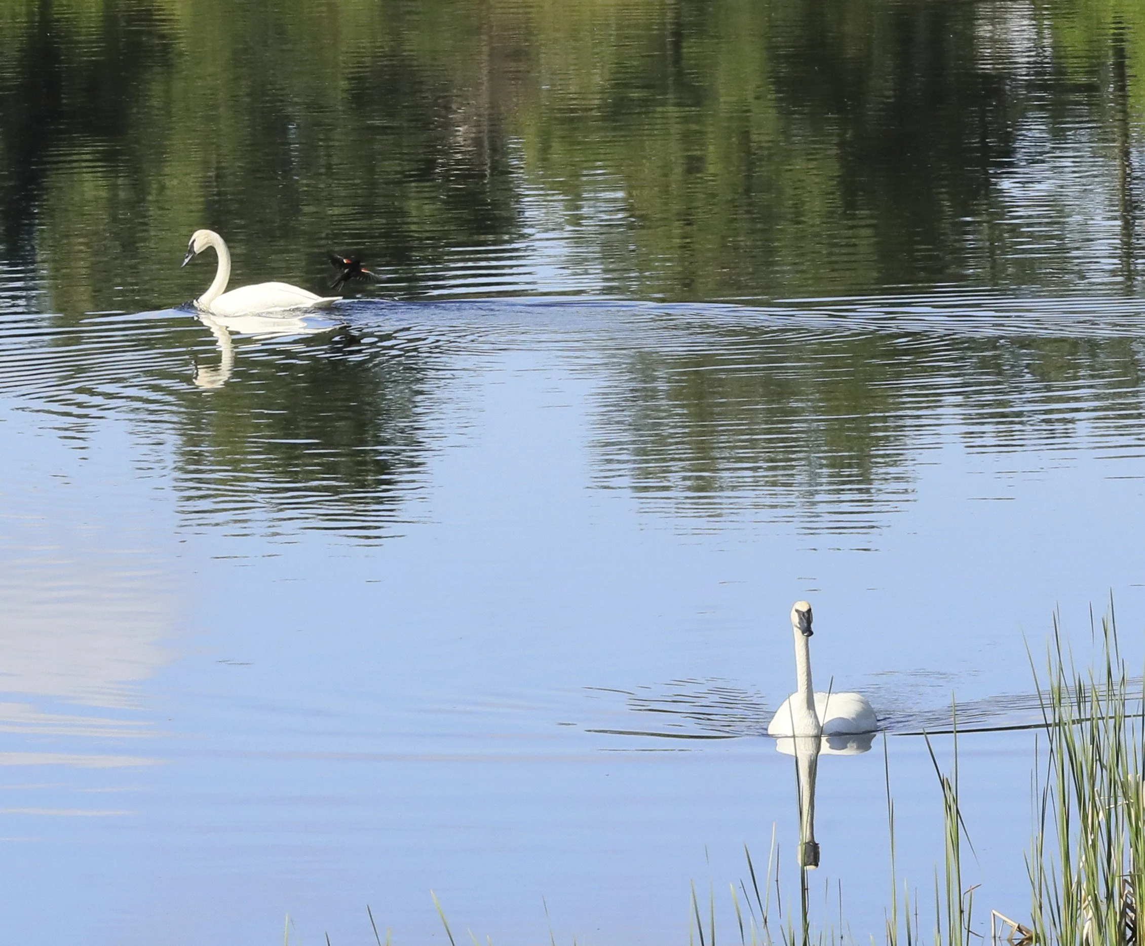 _H1A1386.JPG swan pics 2026.JPG