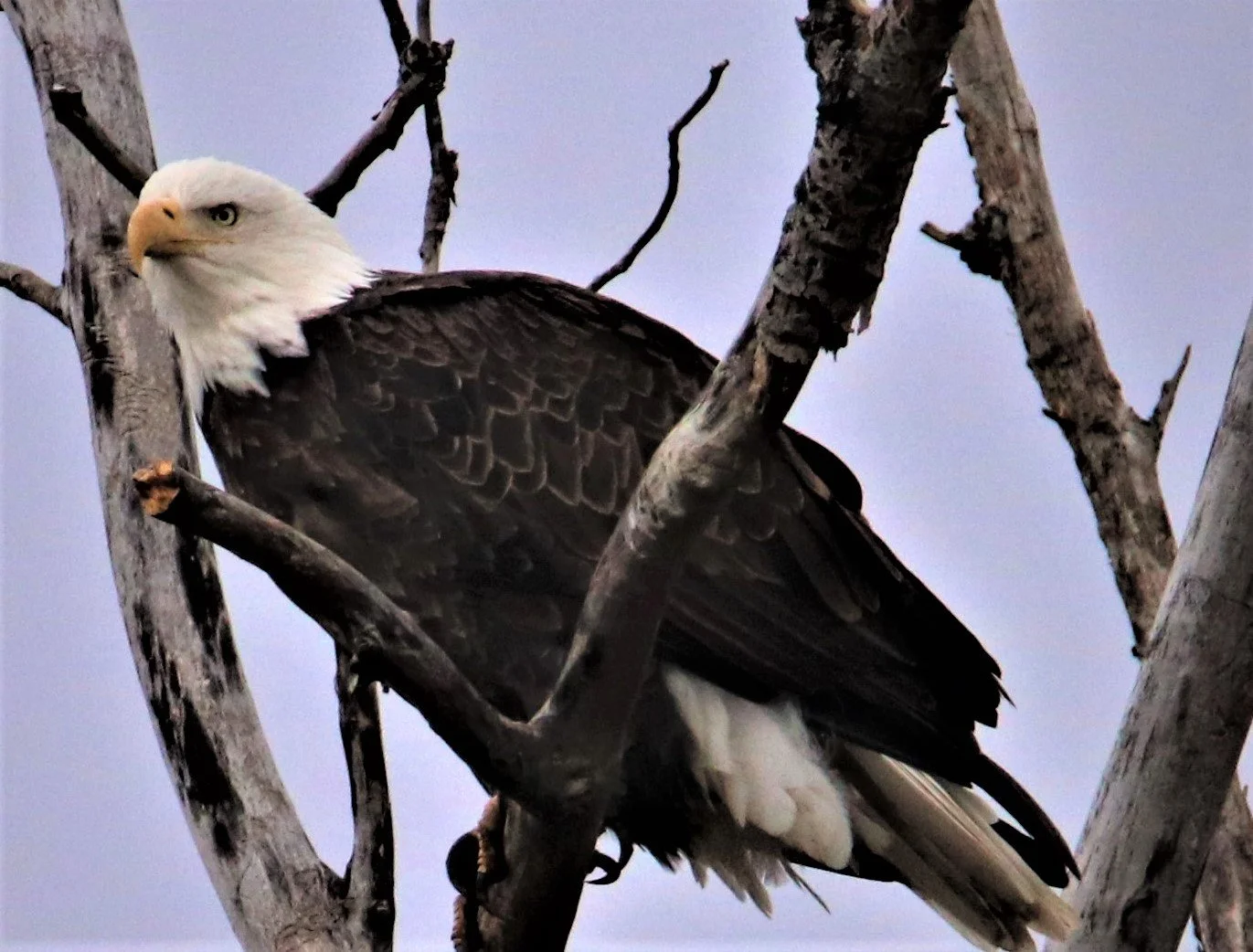 A bald eagle perched on a leafless tree with a cloudy sky background.