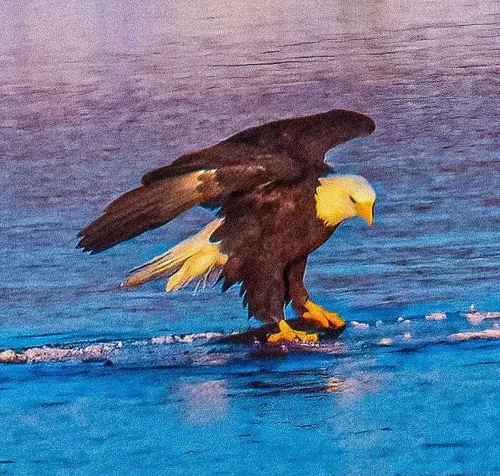 Bald eagle with wings partially spread, perched on a blue surface, possibly the ocean or a body of water.