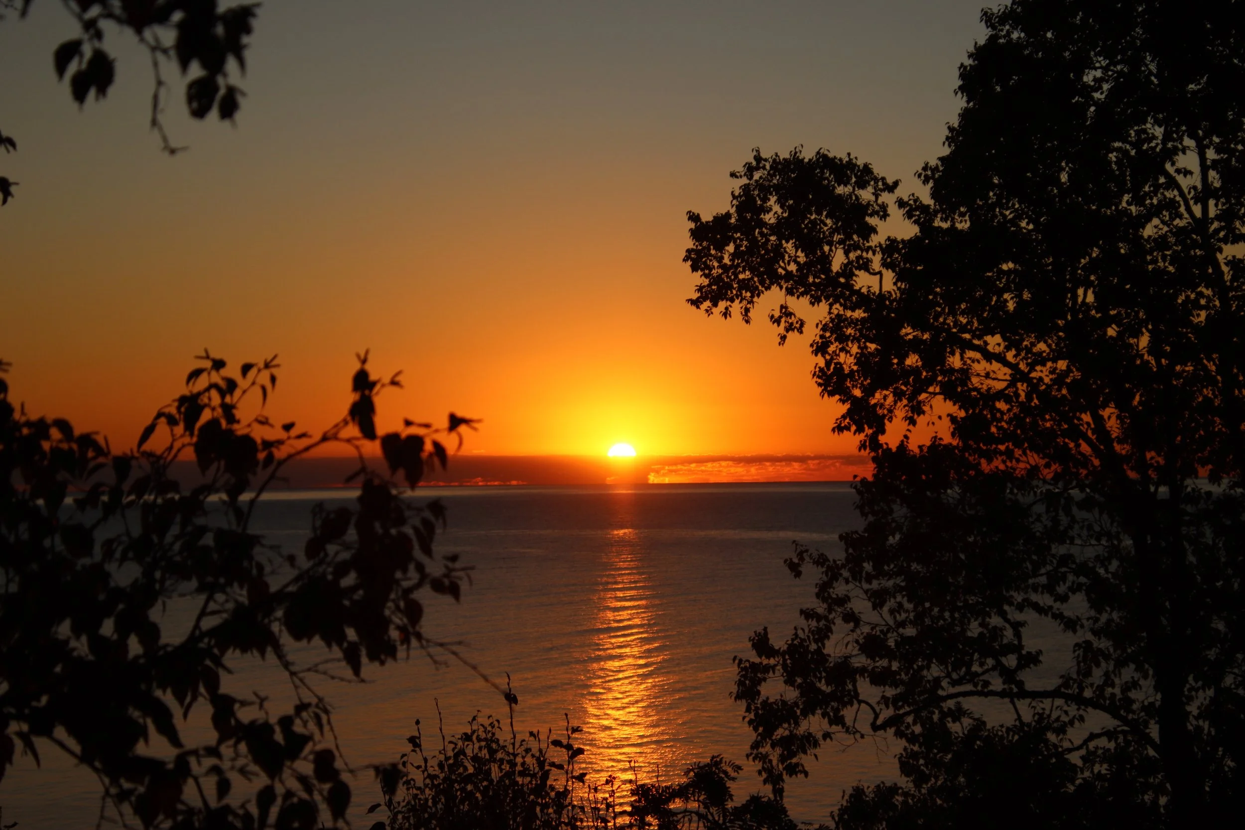 Sunset over the ocean with silhouetted trees in the foreground.