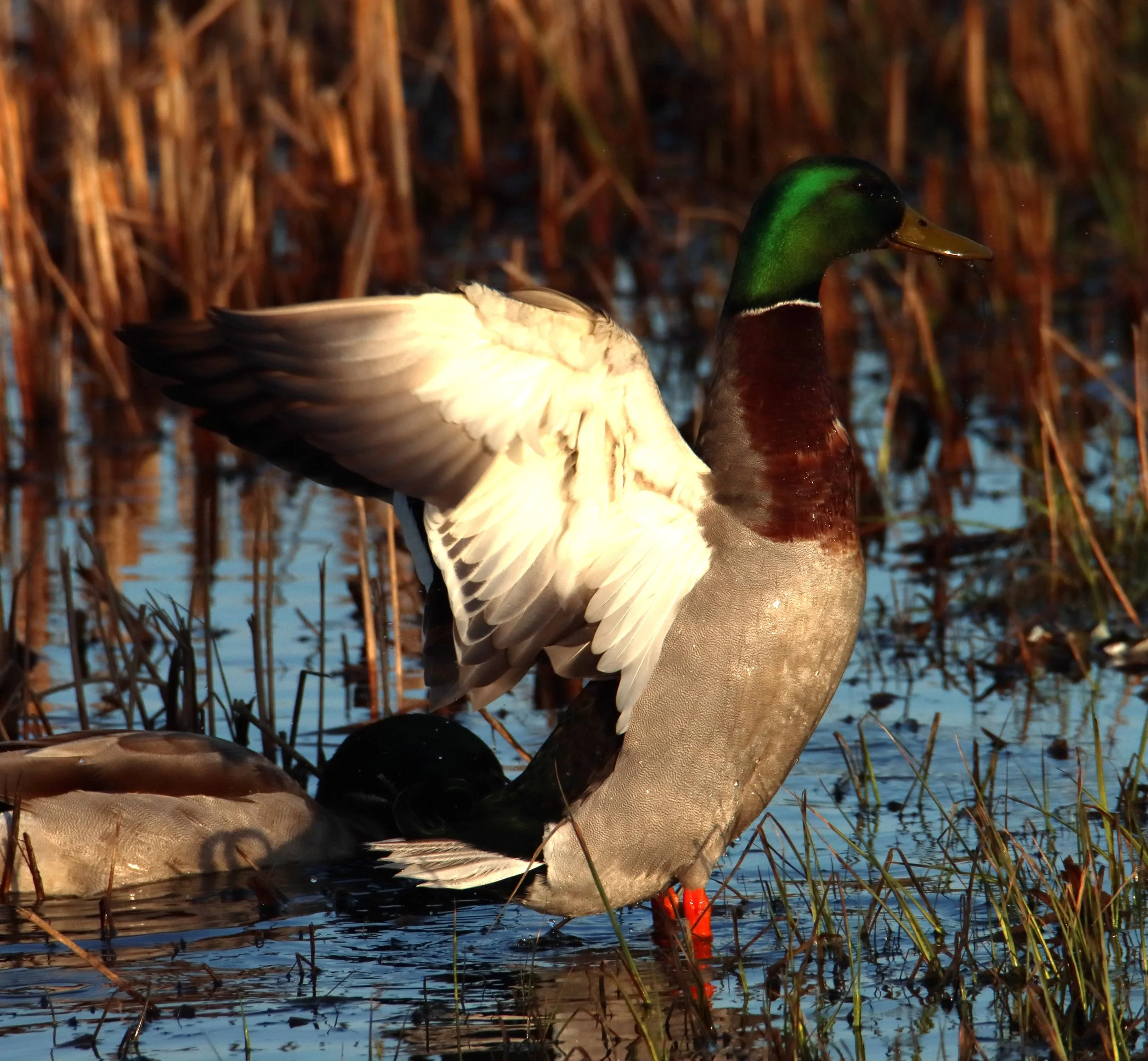 A male mallard duck standing in water surrounded by dry reeds and grass, with a blurred background of water and reeds.