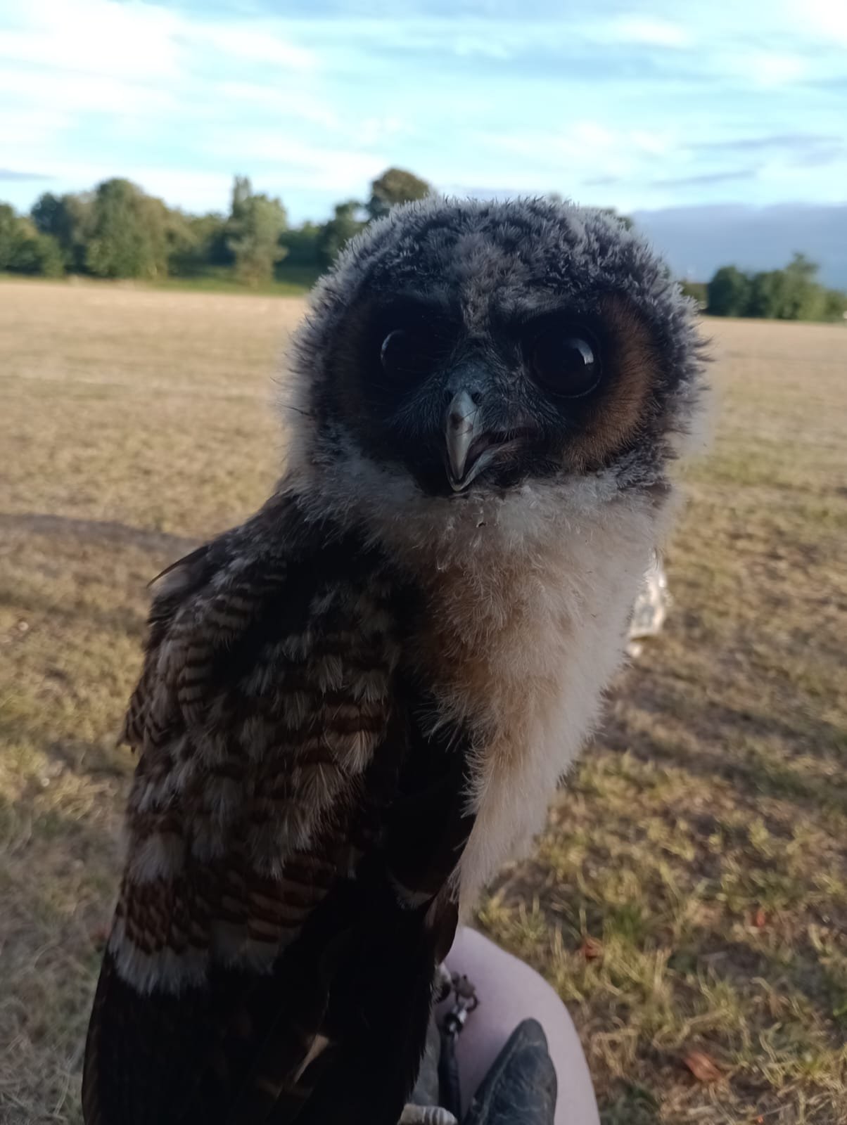 Close-up of a young owl with dark eyes and a small beak, standing outdoors on a grassy field with trees and a blue sky in the background.