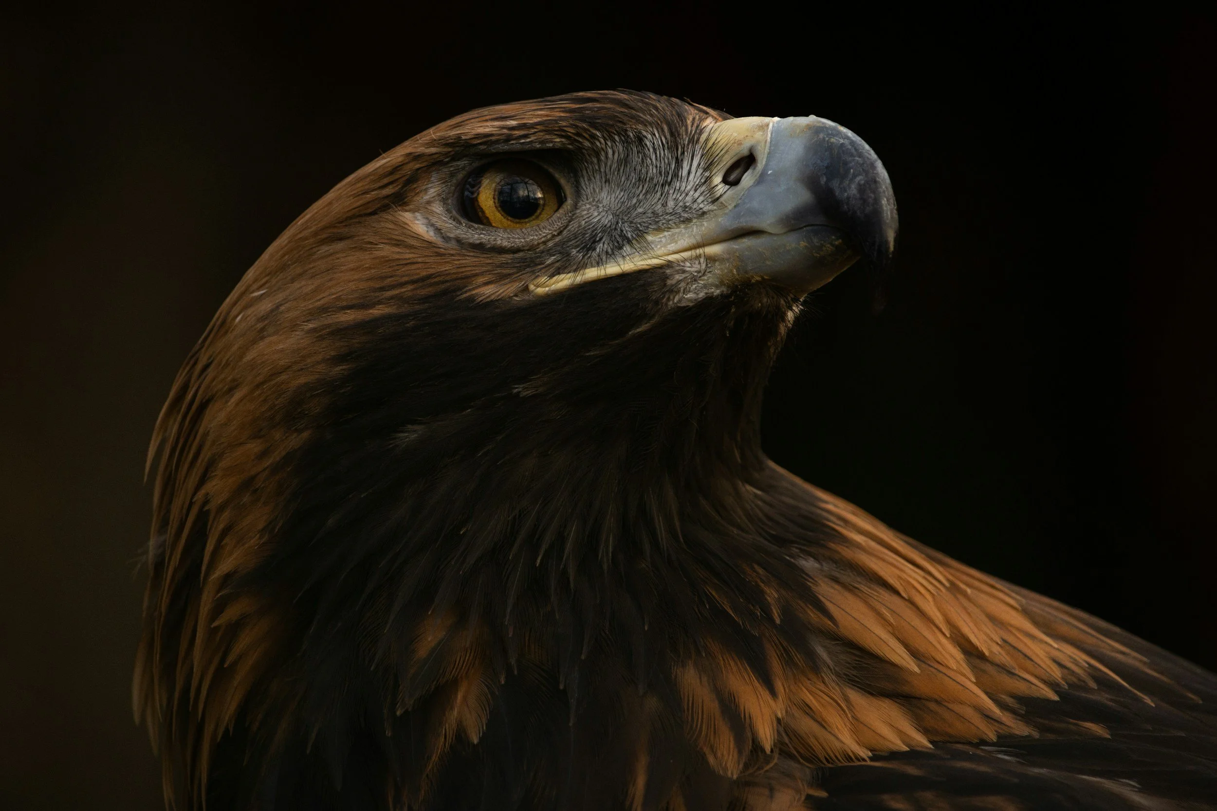 Close-up of a bird of prey's head, featuring a sharp beak, brown feathers, and a yellow eye, against a dark background.