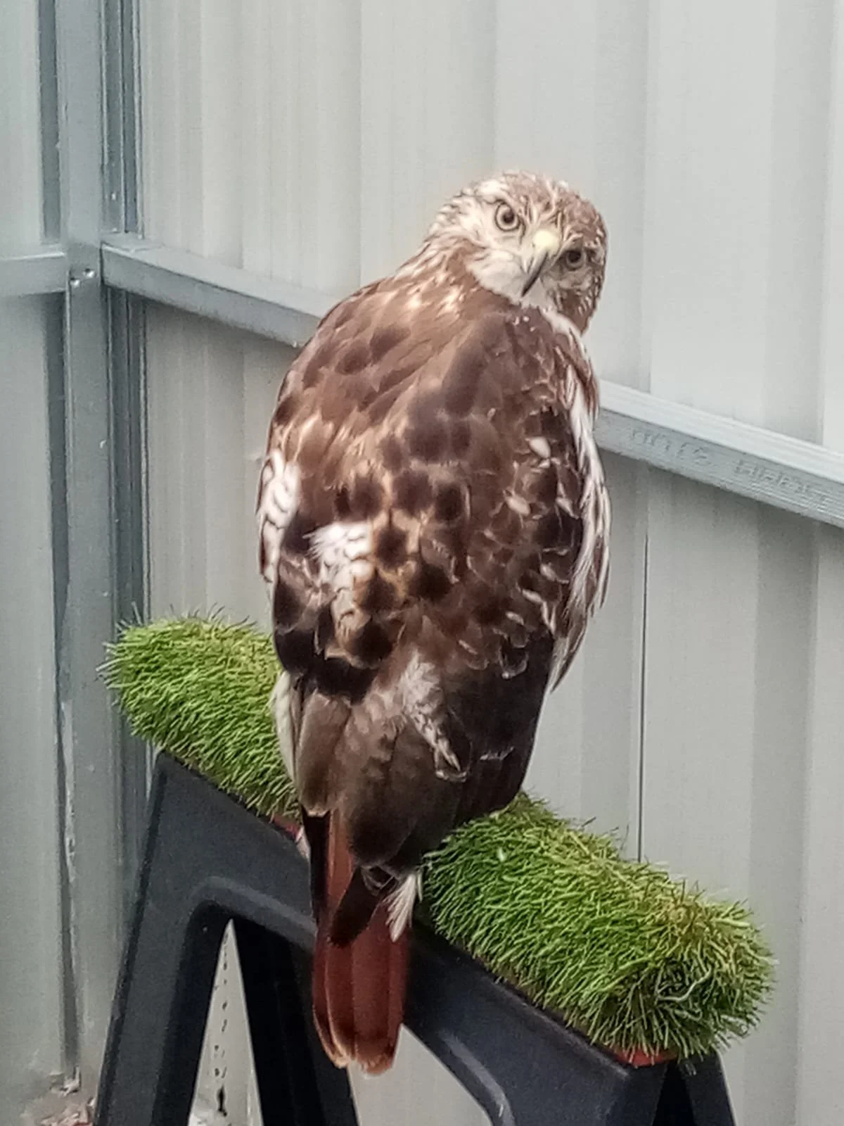 A brown and white hawk standing on a black stand in mews