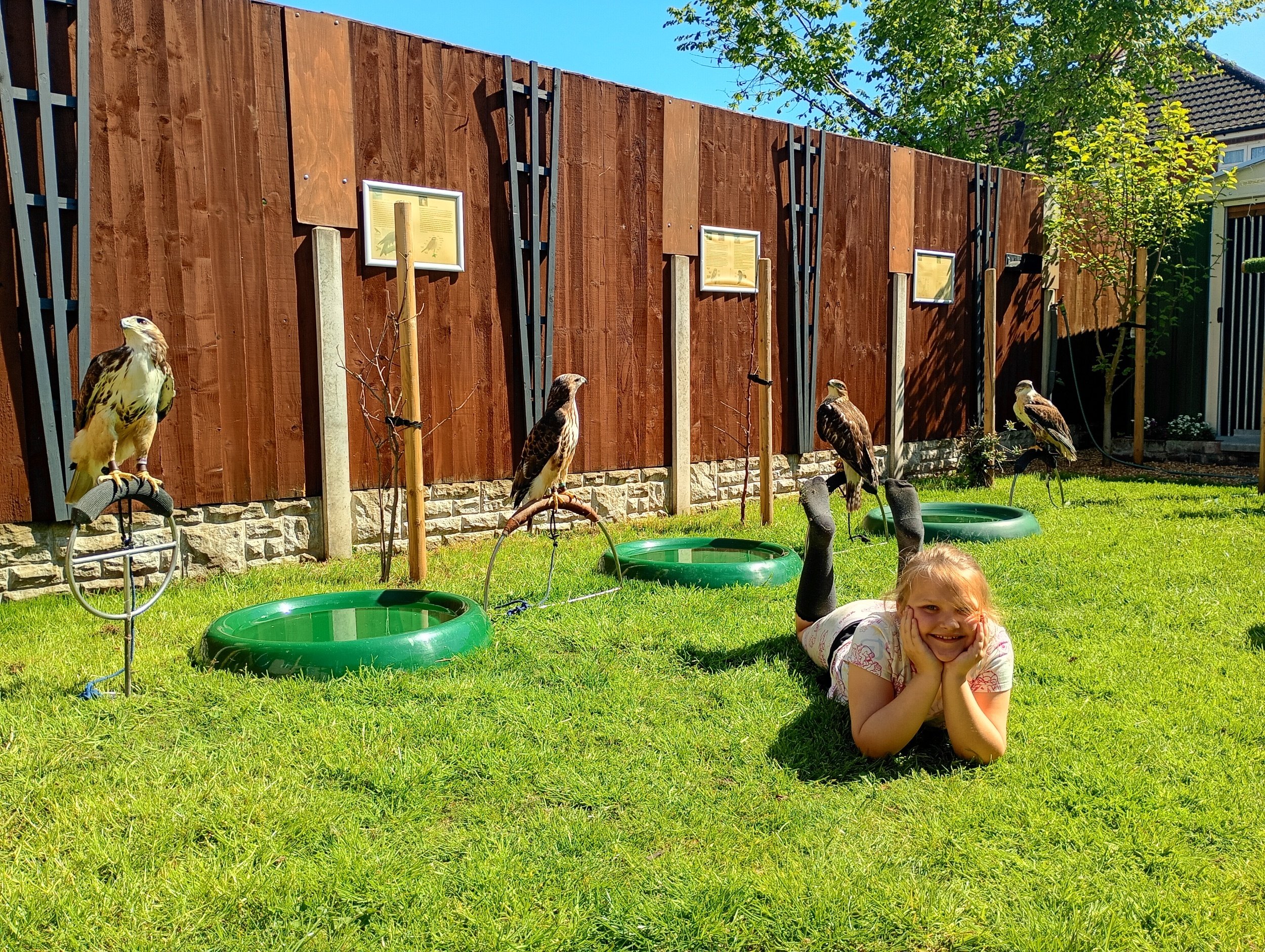A young girl lying on the grass, smiling with hands on her cheeks, in front of bird information plaques, and a few hawks perched on stands nearby, with trees in the background on a sunny day.