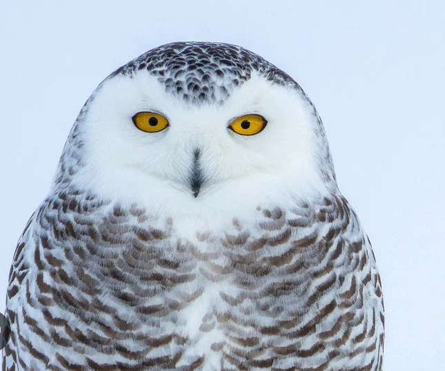 Close-up of a snowy owl with yellow eyes and white and black feathered plumage against a light sky background.