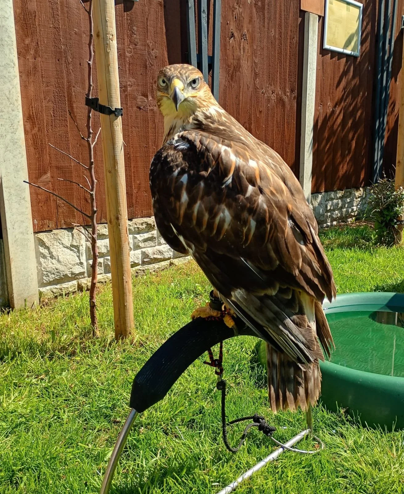 A hawk perched on a curved perch in a backyard with green grass, a wooden fence, and a small tree in the background.