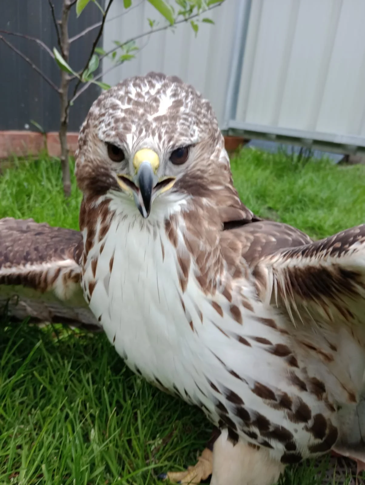 Close-up of a hawk with outstretched wings, perched on the grass, looking directly at the camera.