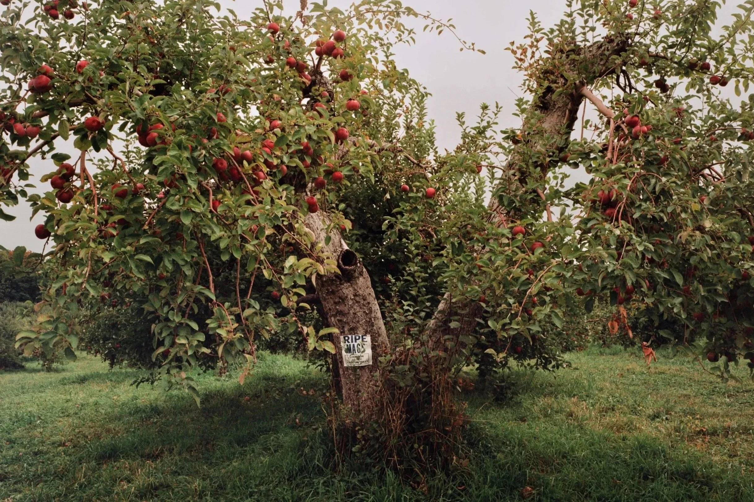We've Gone Apple Picking