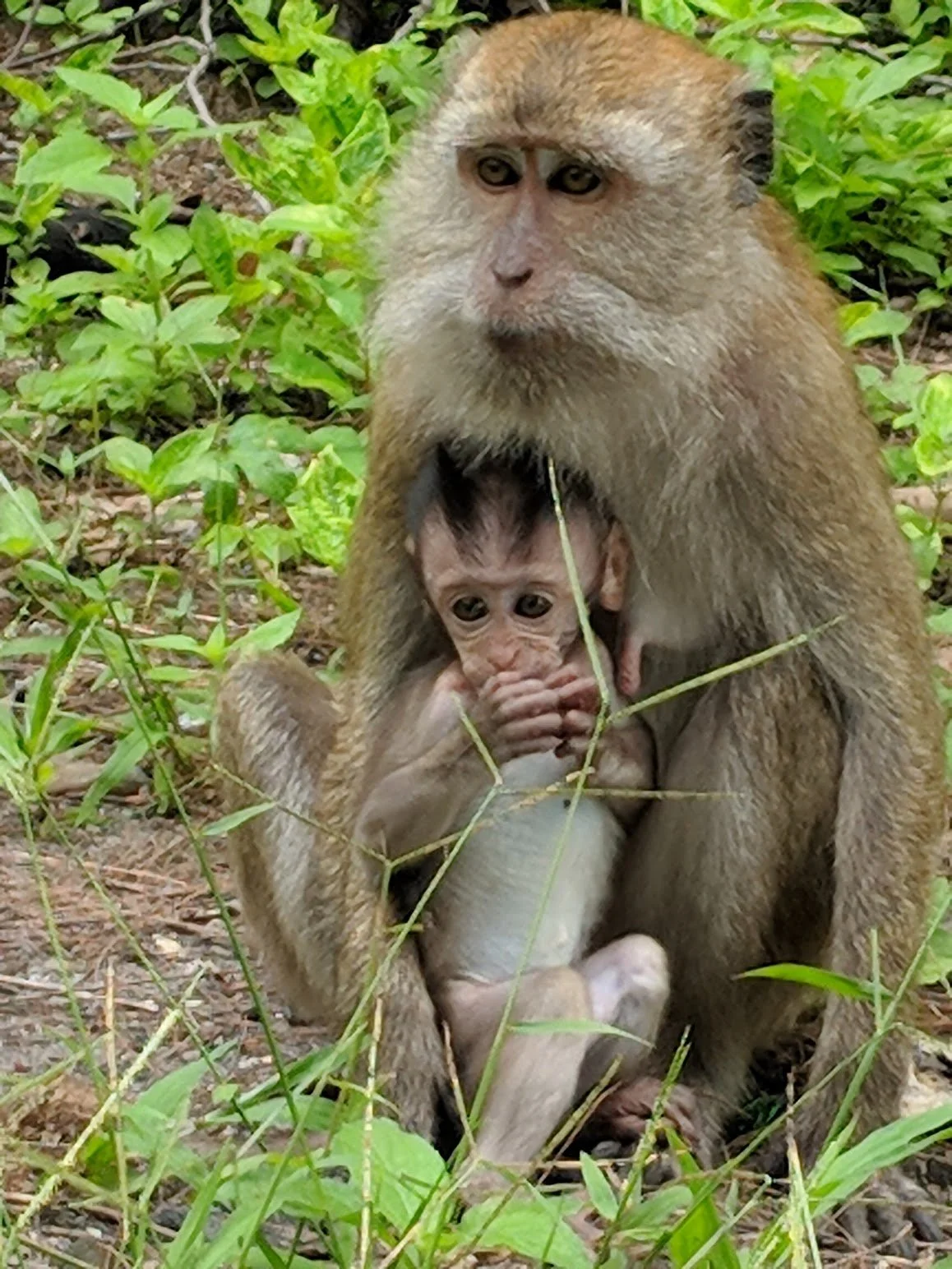 Macaque and her baby in the wild