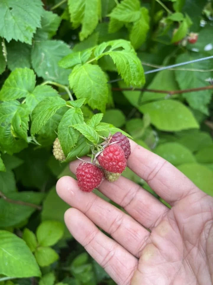 AA Raspberries.jpg