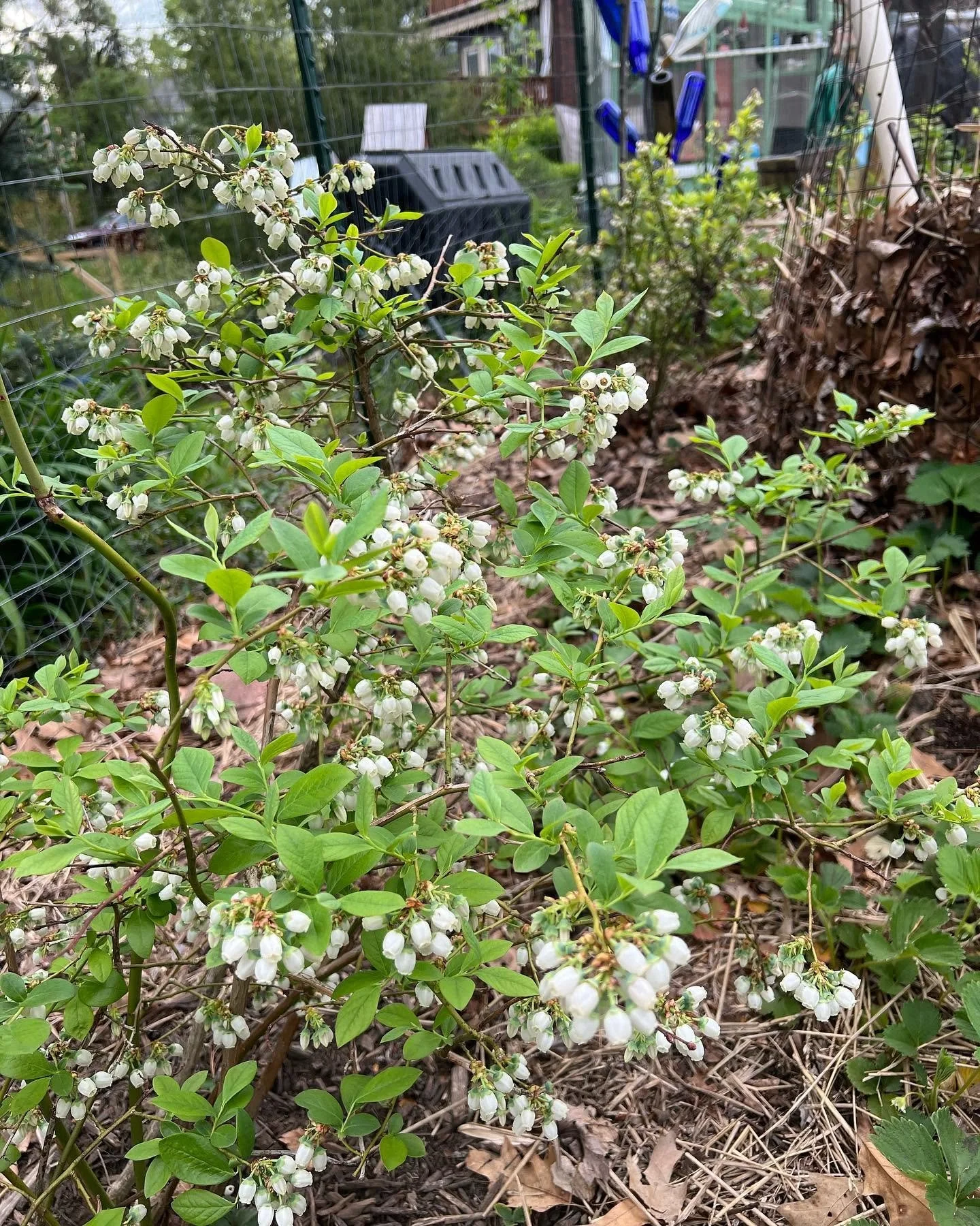 Alex Blueberry Bushes.jpg