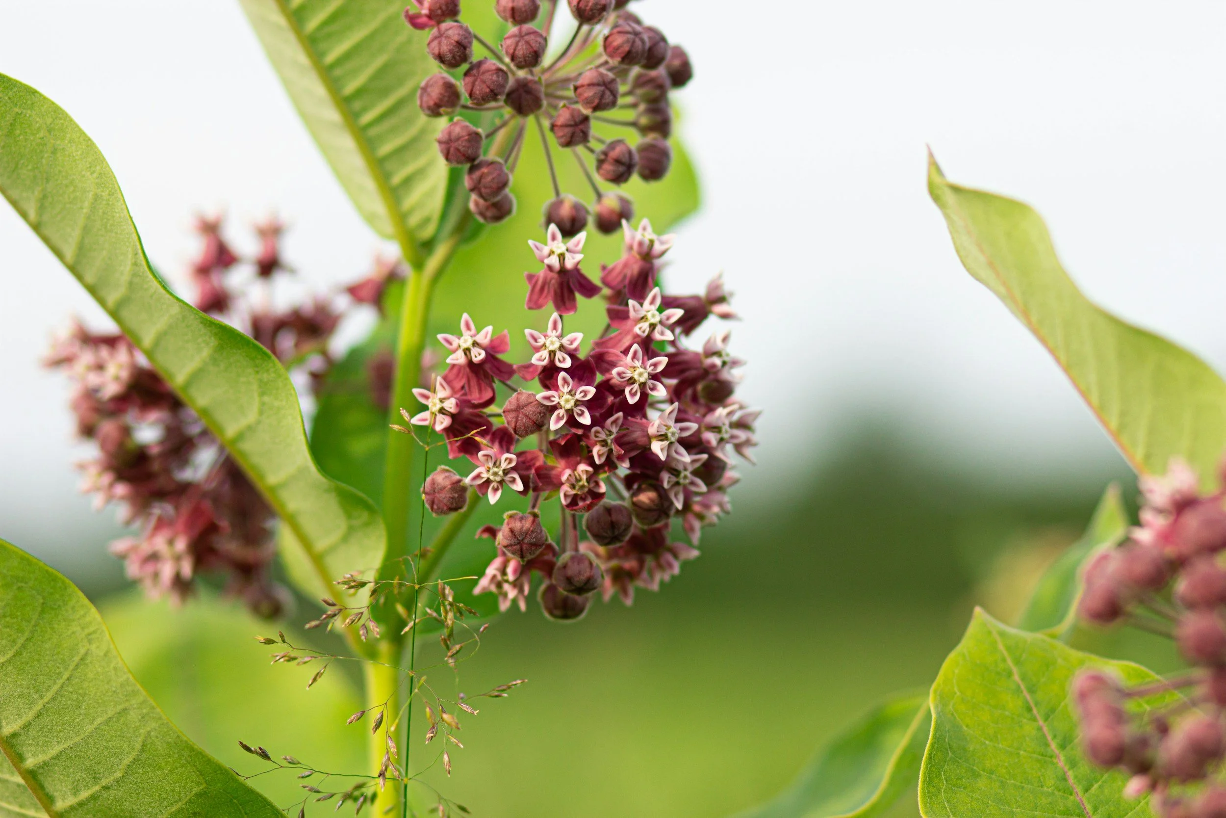 Native Milkweed
