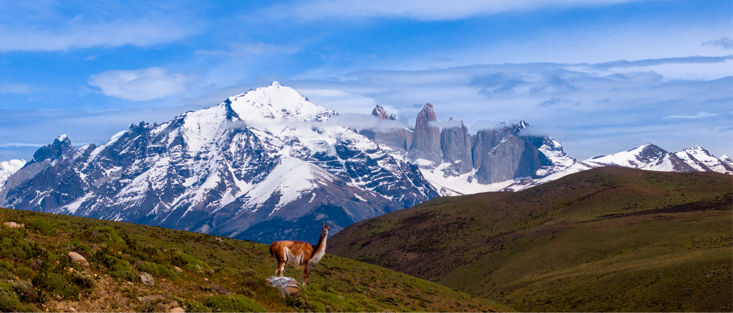 Lama en un paisaje de montañas nevadas y praderas verdes bajo un cielo azul.