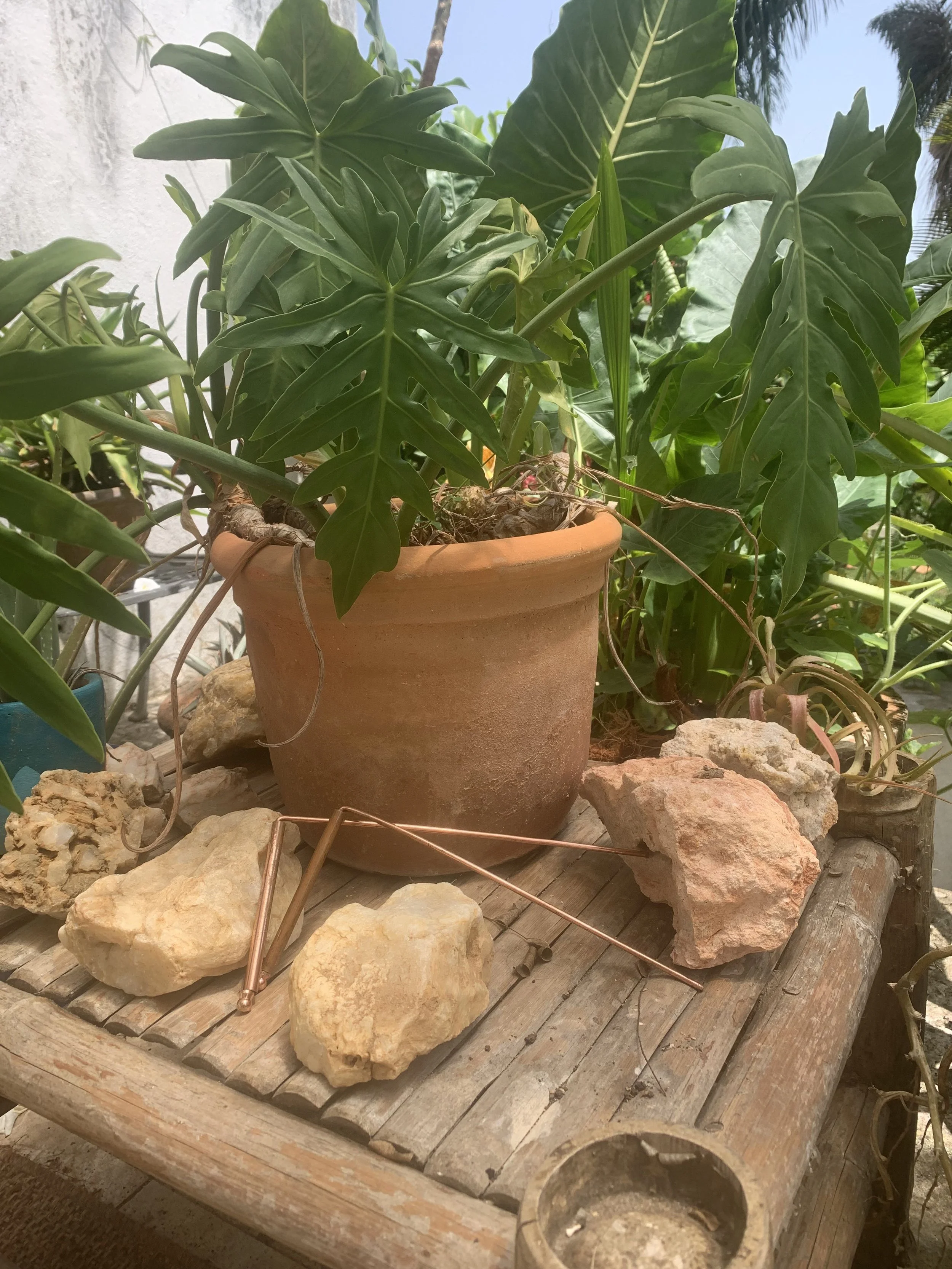 A collection of green leafy plants in terracotta pots on a wooden surface surrounded by rocks, with a cloudy sky and some palm trees in the background.