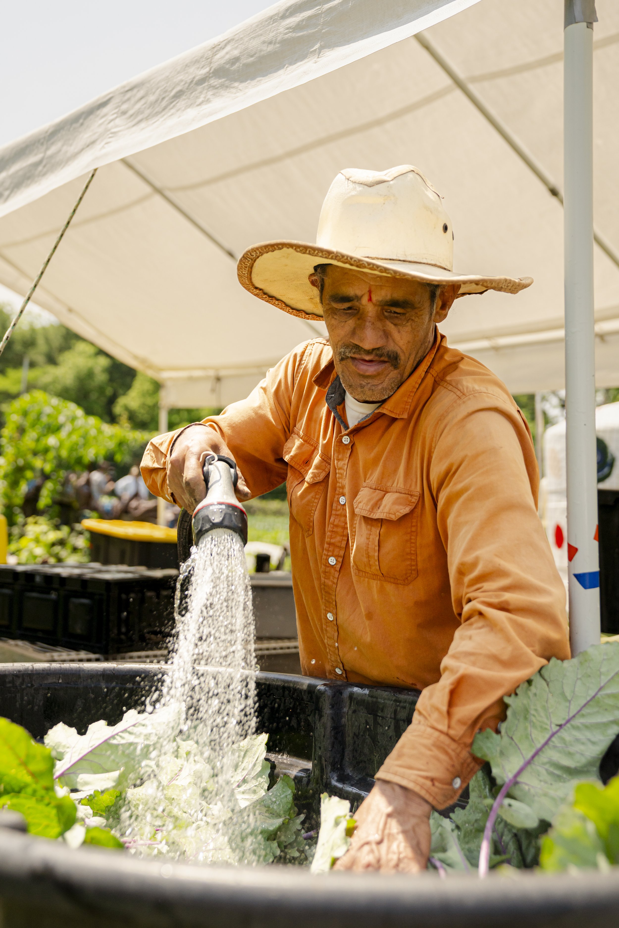 A man wearing an orange shirt and a wide-brimmed hat is working with a water hose in a lush garden, watering leafy green plants under a white canopy.
