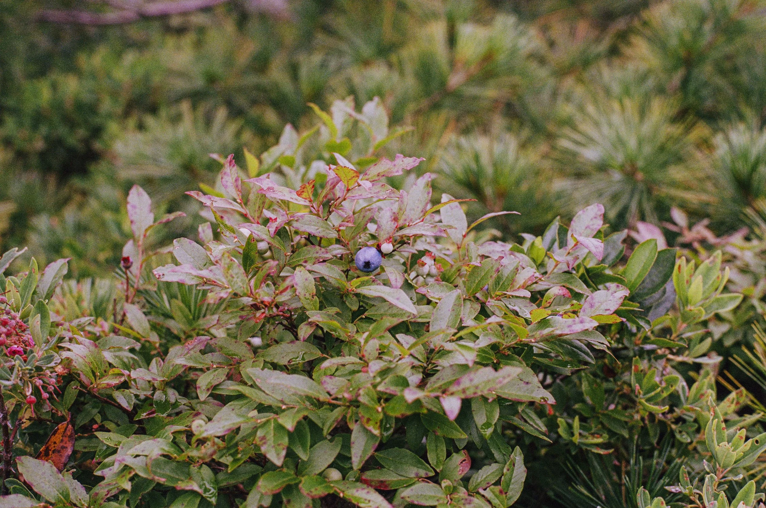 Photo of various green and pink variegated foliage with a single ripe blueberry among the leaves.