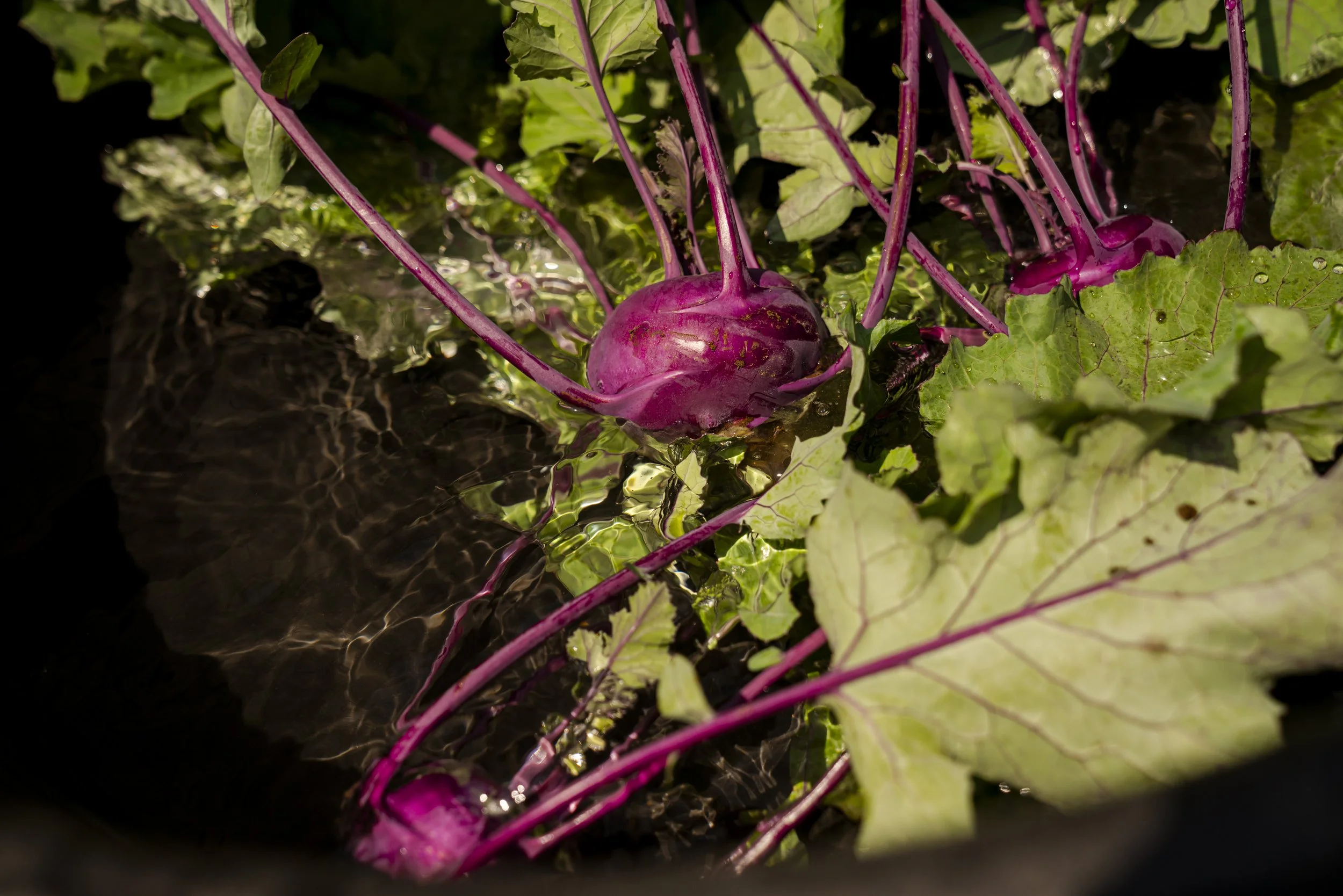 Purple turnip with green leaves and pink stems underwater in a garden bed.