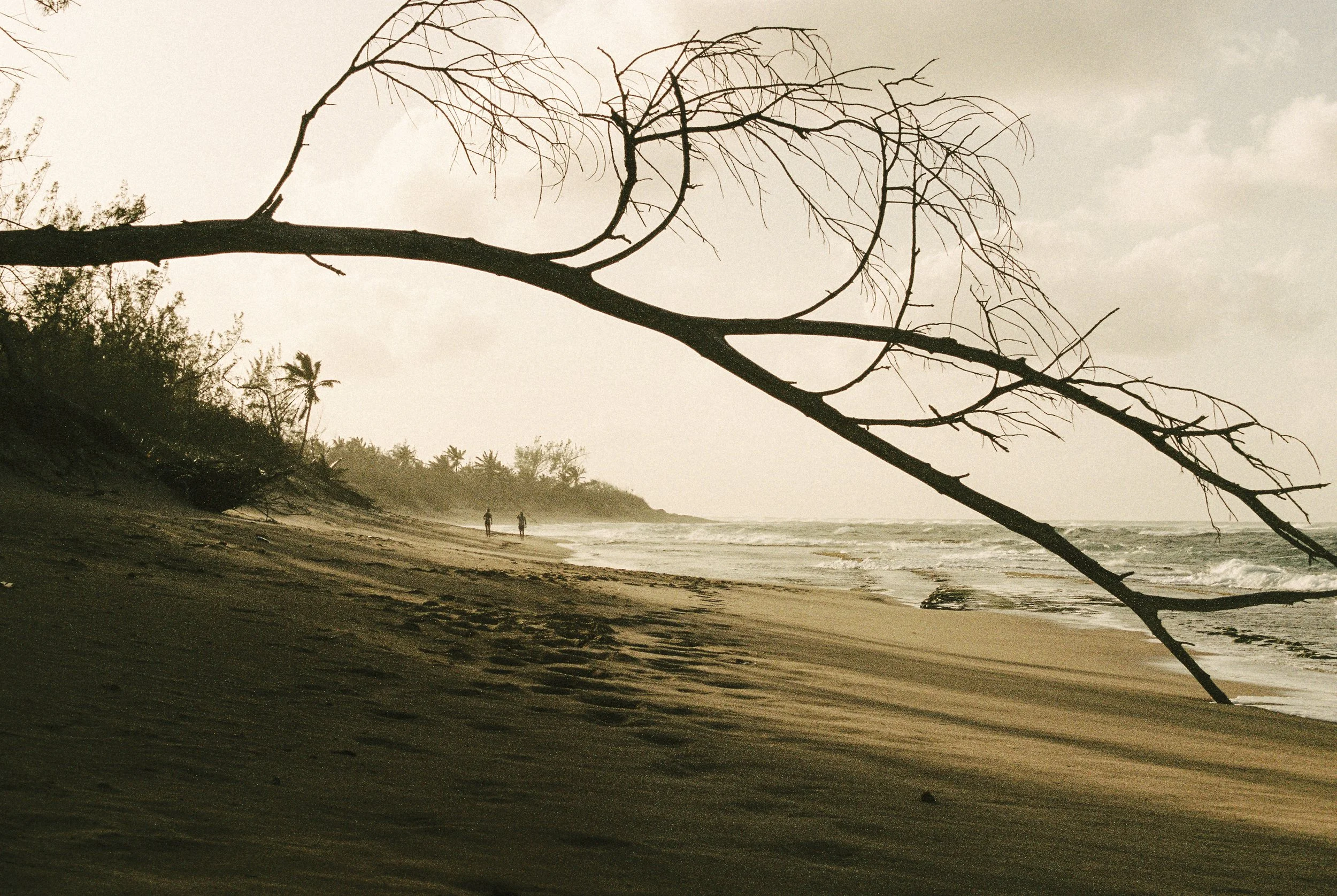 A beach scene with a large, leafless tree branch extending over the sandy shore, with two people walking along the water's edge in the distance. The sky is cloudy, and the overall mood is tranquil and slightly somber.