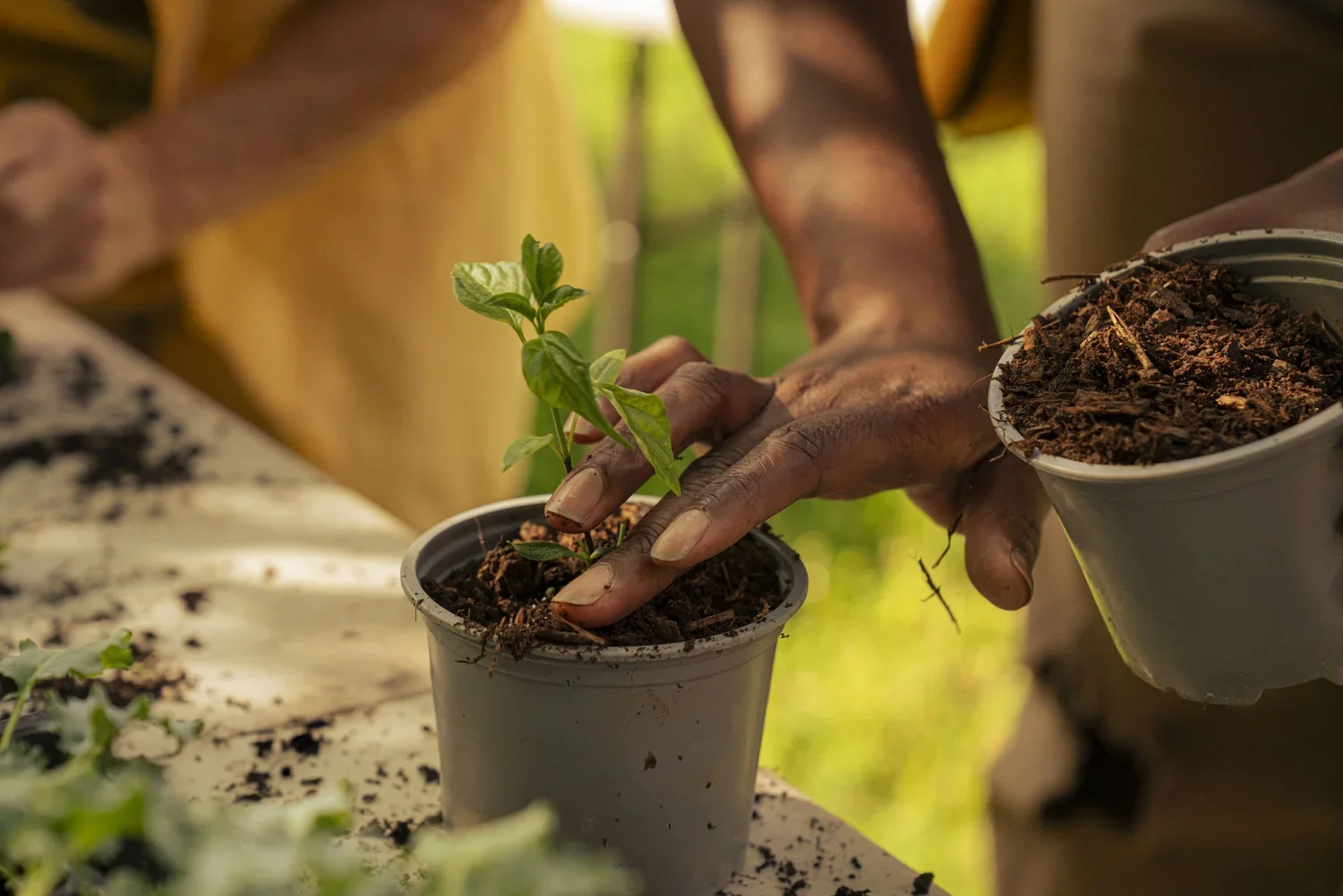 A person planting a small green herb plant in a gray pot surrounded by soil, with another pot of soil nearby, outdoors with greenery in the background.