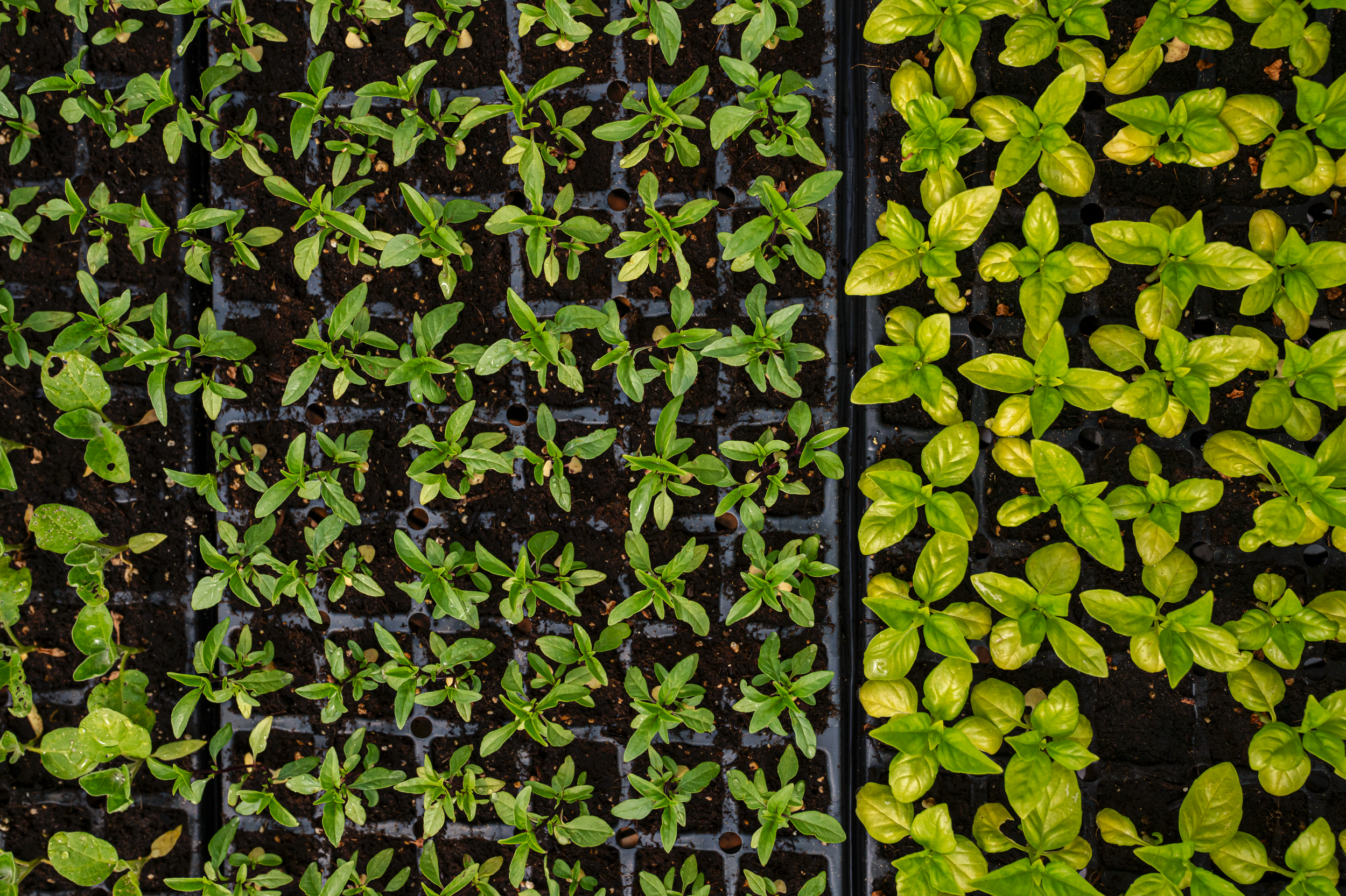 Young green seedlings planted in black nursery trays filled with soil, on a garden bed.