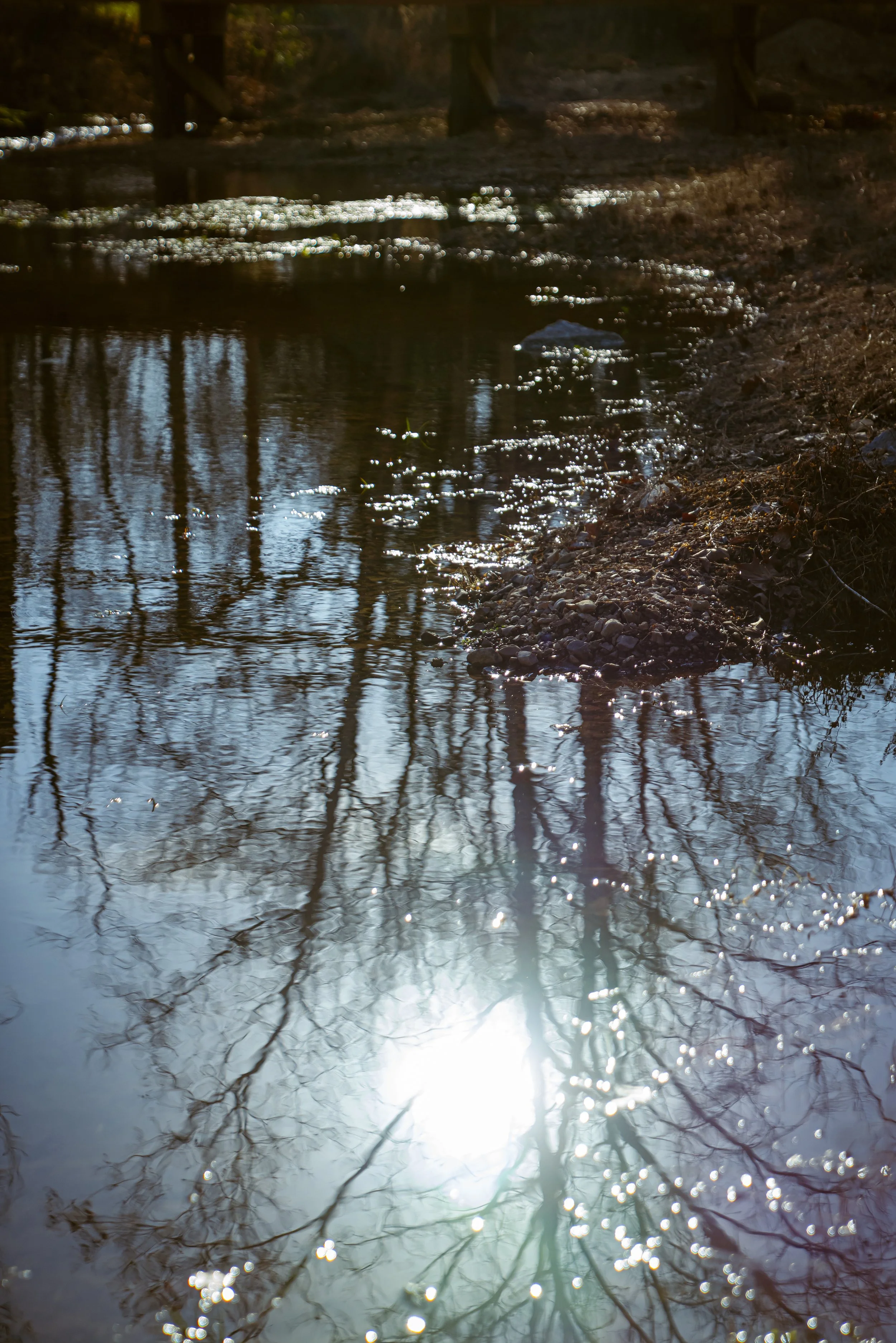 Reflection of tree branches and sunlight on a riverbank.
