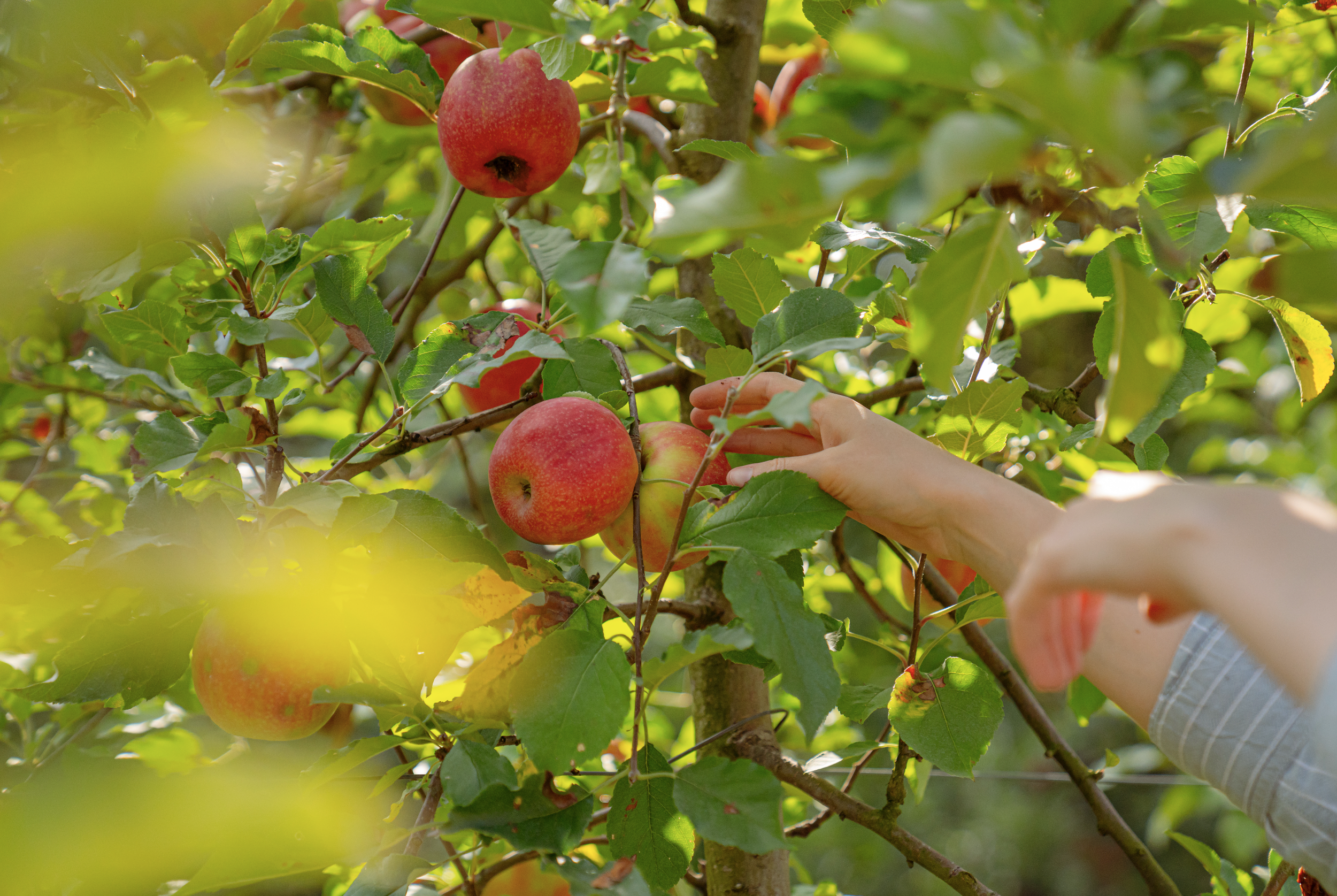 A close-up of a person's hand reaching for ripe red apples hanging from a tree with green leaves, outdoors in sunlight.