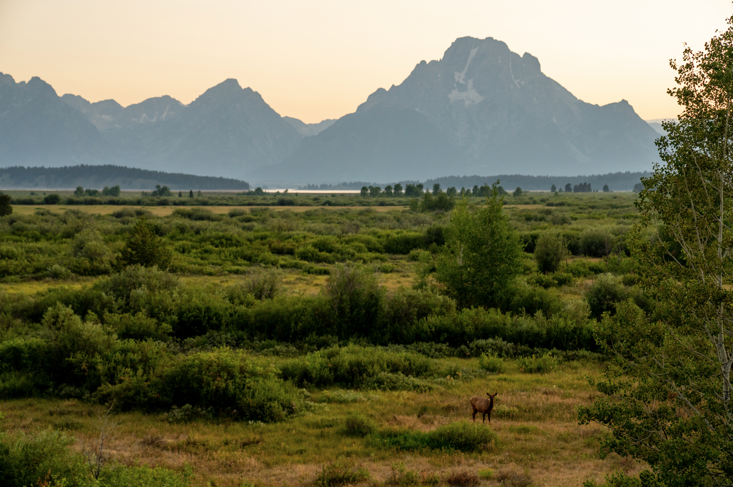 A scenic mountain range in the distance with lush green trees and shrubs in the foreground, a single elk standing in the meadow, and a hazy sky at dusk.