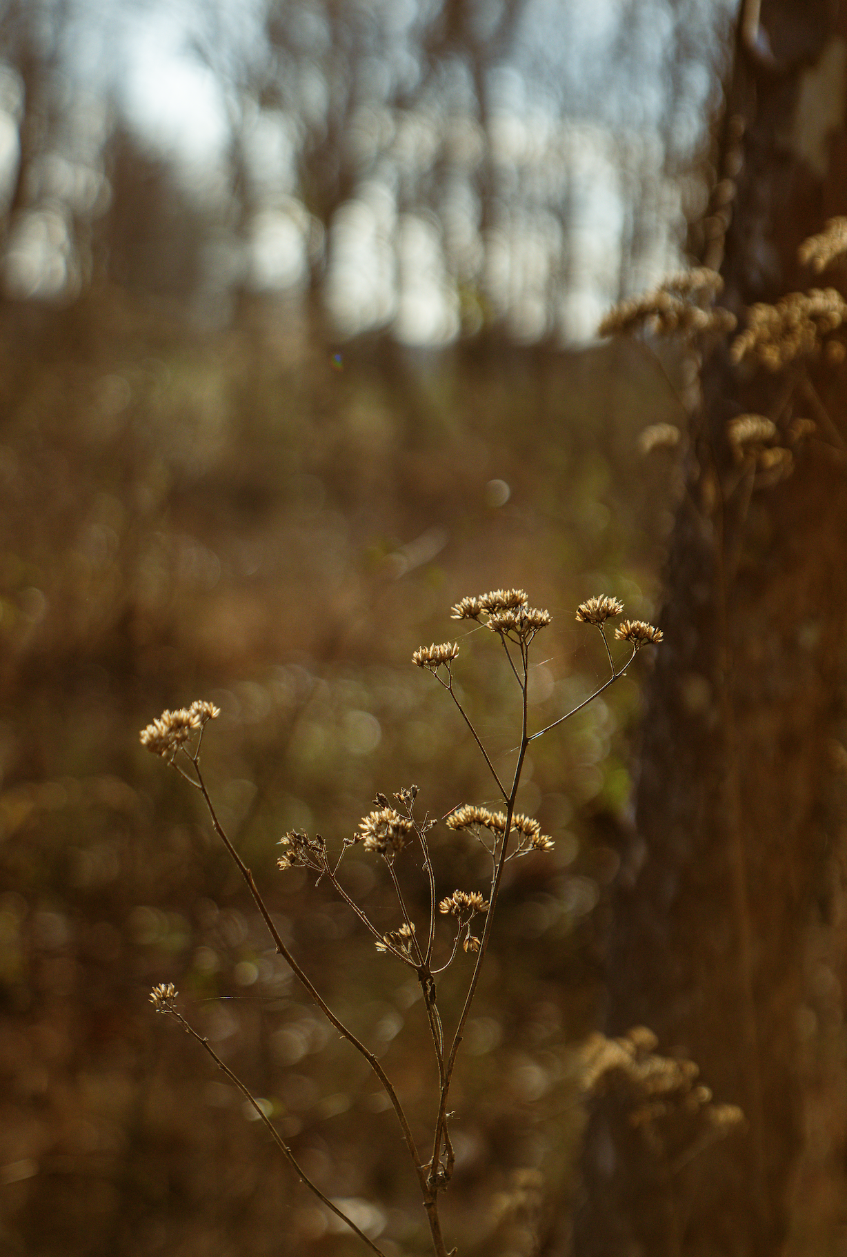 Dry wildflowers with small, clustered blossoms in a natural outdoor setting, blurred trees and sunlight in the background.