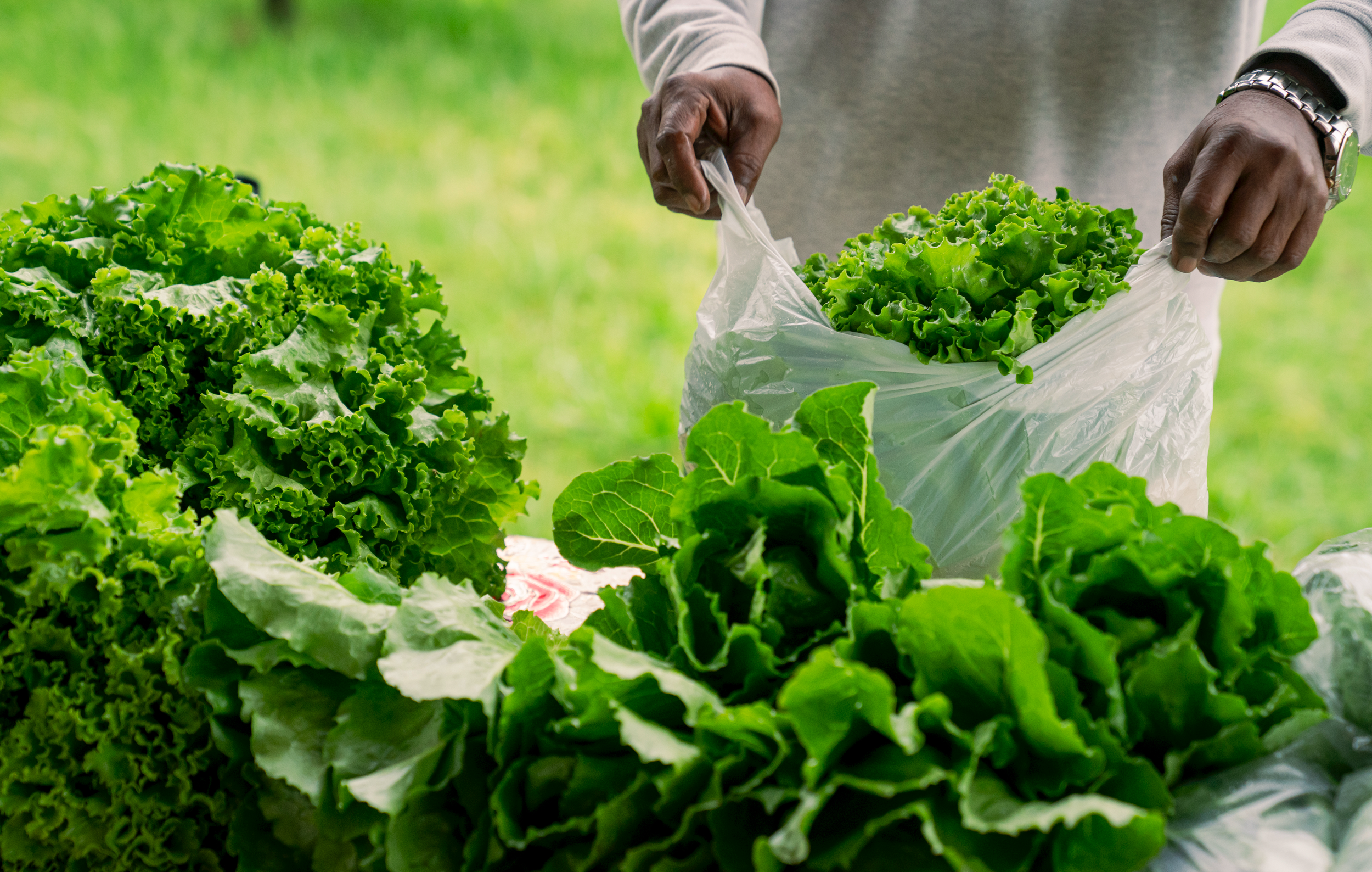 A person harvesting fresh green lettuce in a garden.
