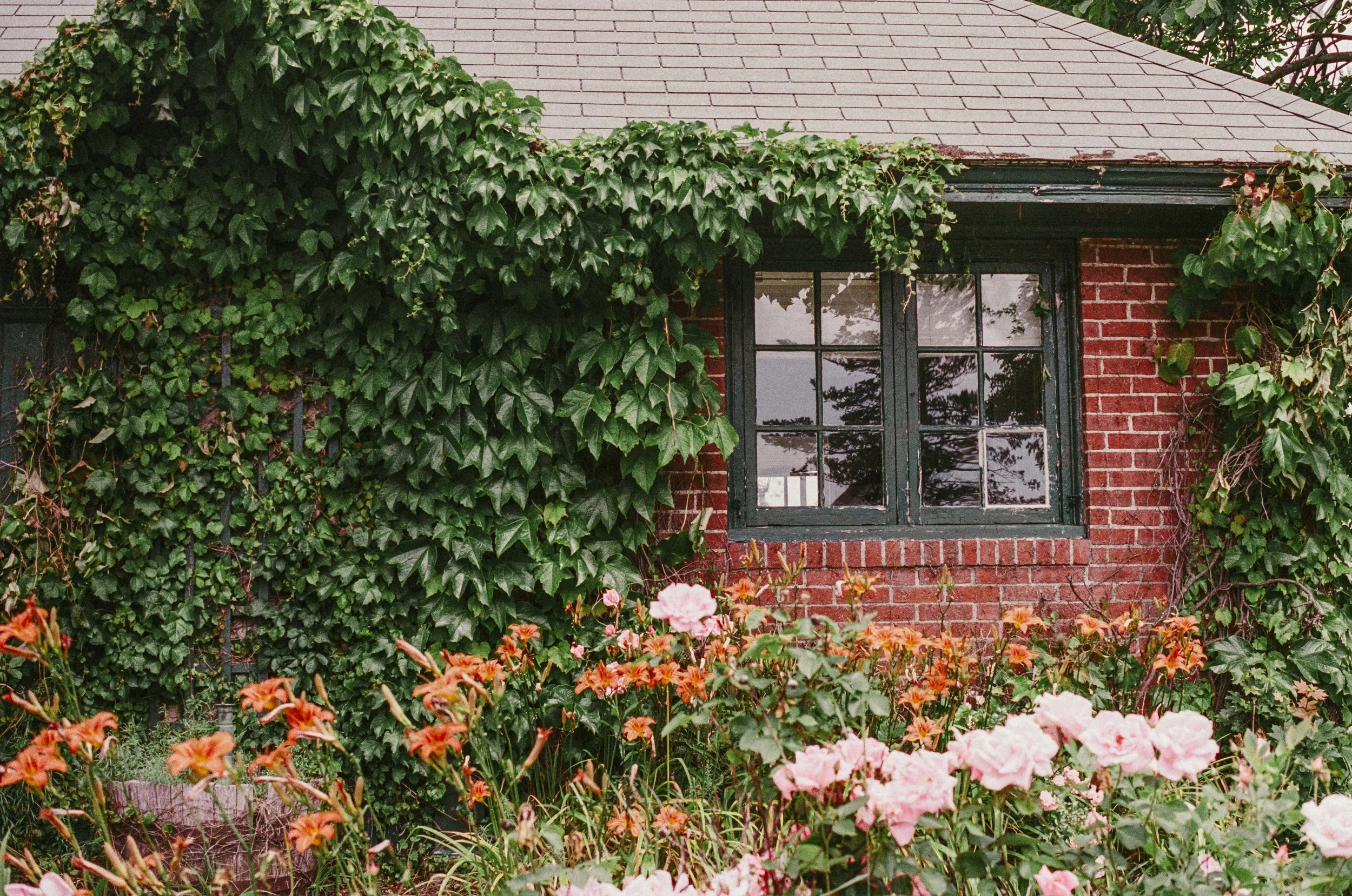 A brick house wall with a window partly covered by green ivy. In front, there are pink and orange flowers in a garden.