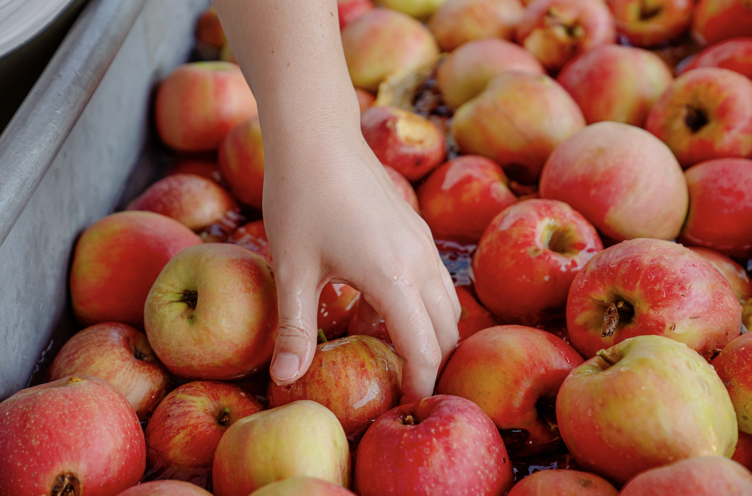 A person's hand touching a pile of red and yellow apples, with some showing signs of bruising or damage.