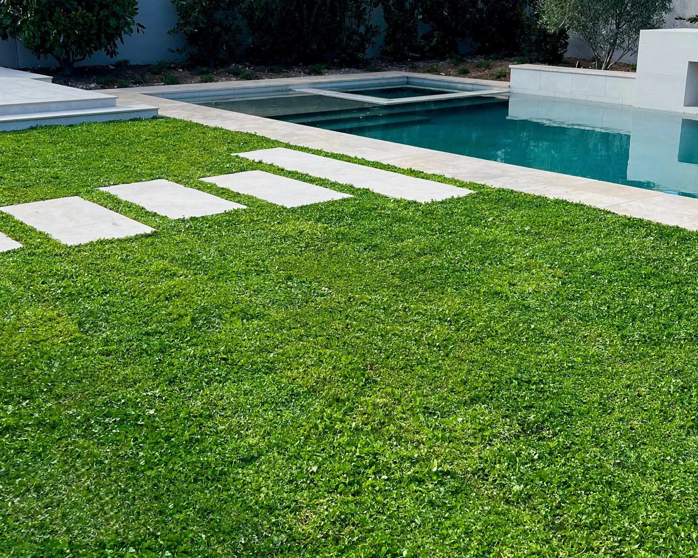 Micro-Clover+Lawn+SW+Las+Vegas+Valley+Sod+Farms+%283%29.jpg