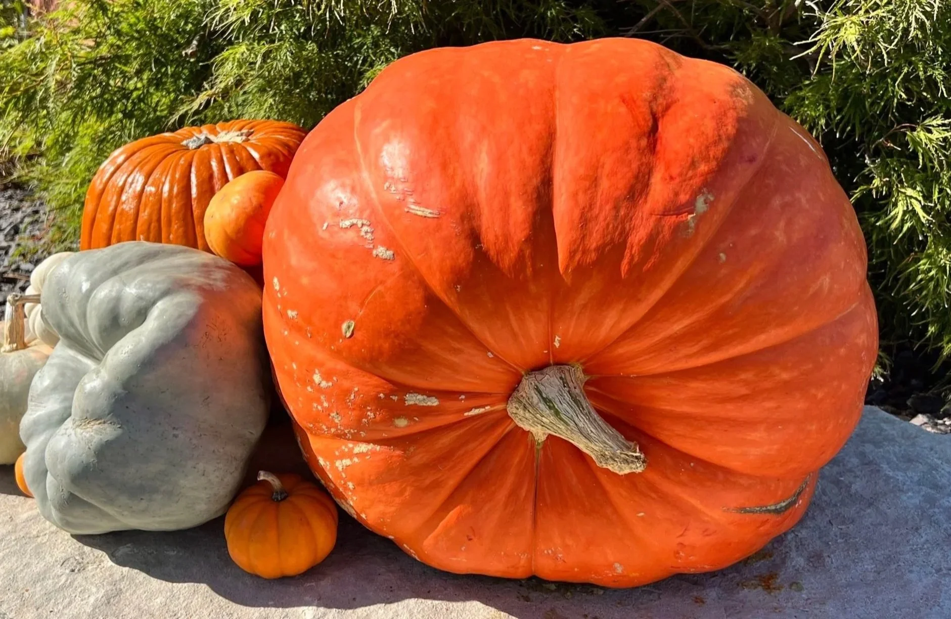 giant4.jpg