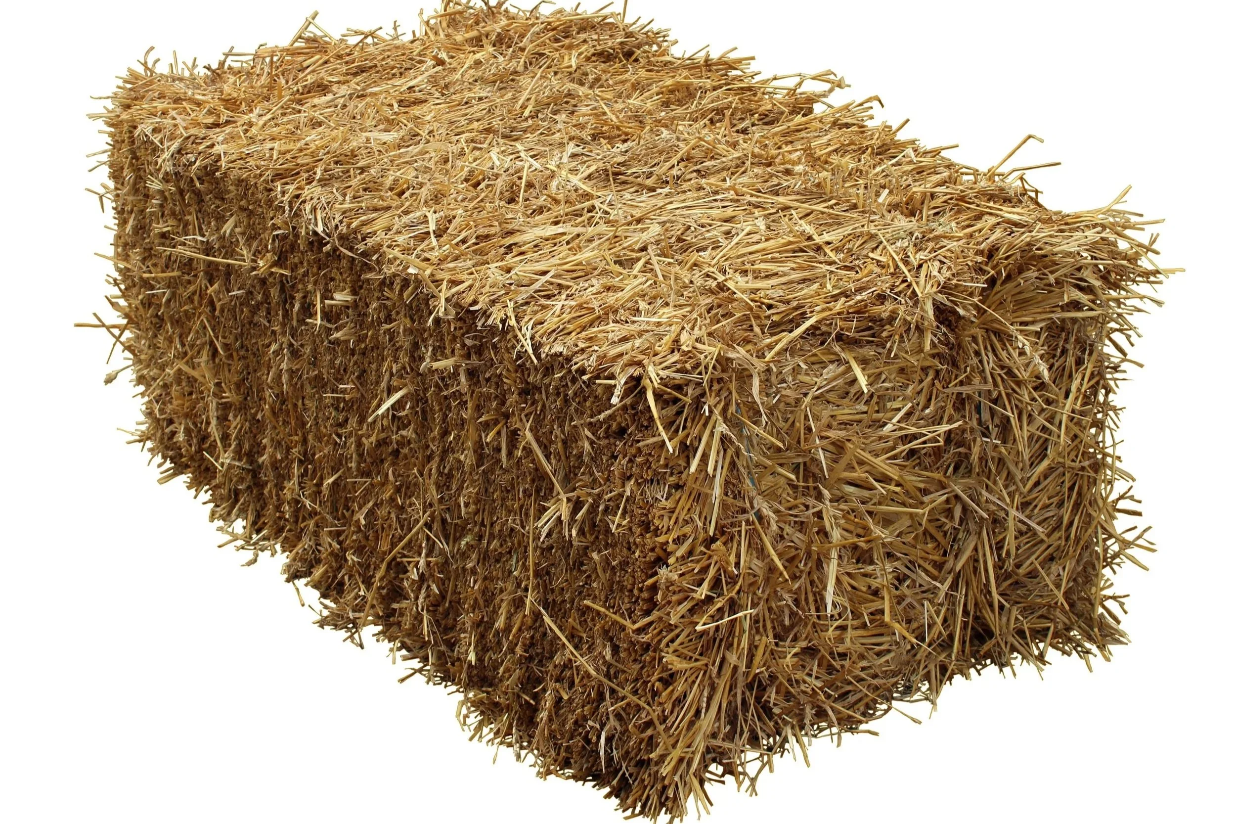AdobeStock_51460553.jpg