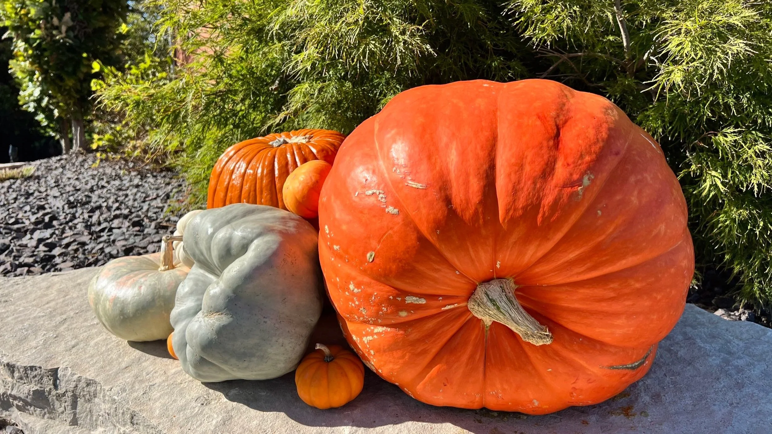 Giant Grand Prize Pumpkin