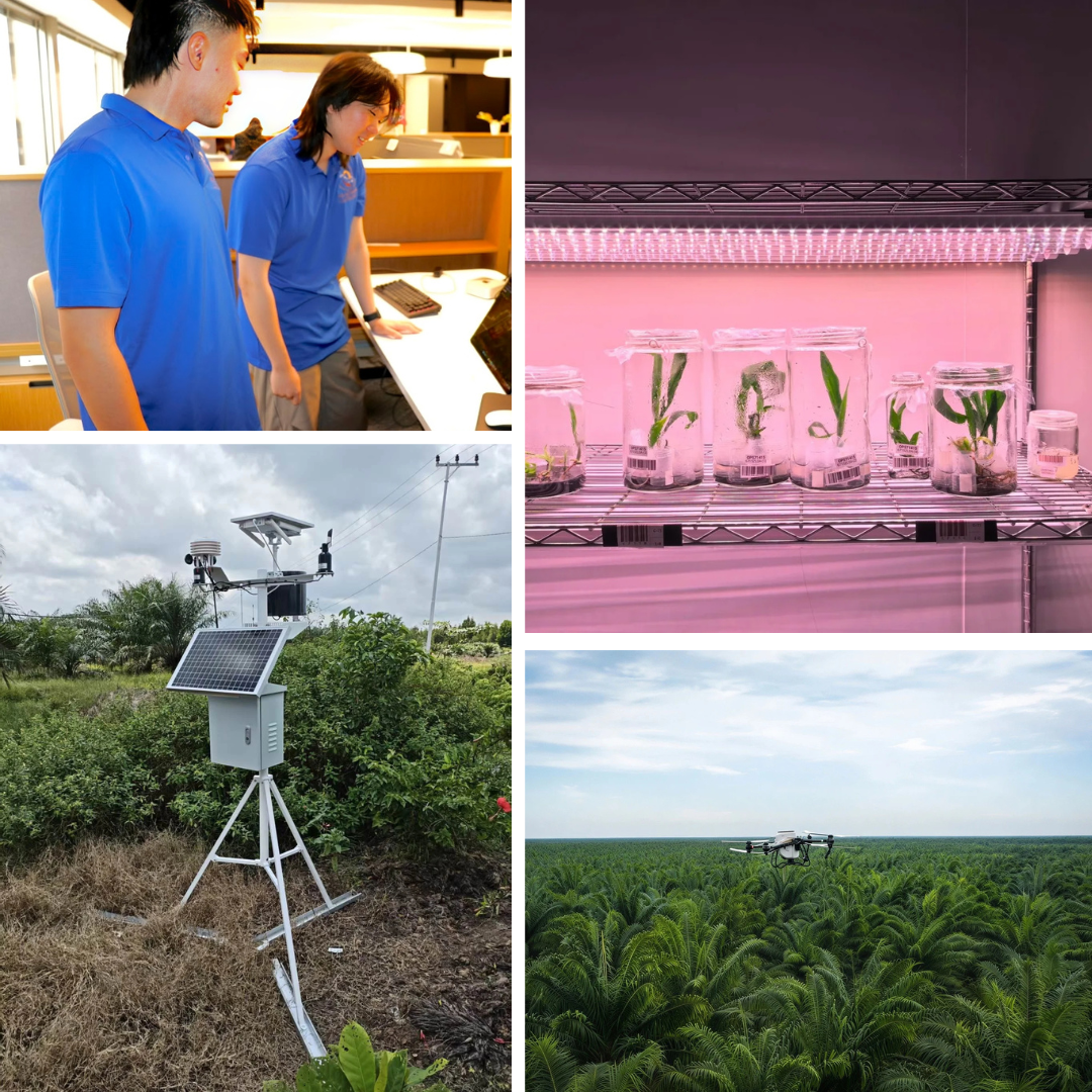 Top left: Two employees in blue shirts working at a desk with a computer in an office. Top right: Several glass jars with plants inside, placed on metal shelves and illuminated by pink grow lights. Bottom left: Weather station with solar panel and sensors in a field, connected to an electrical box. Bottom right: Drone flying above a dense palm plantation in a rural area.