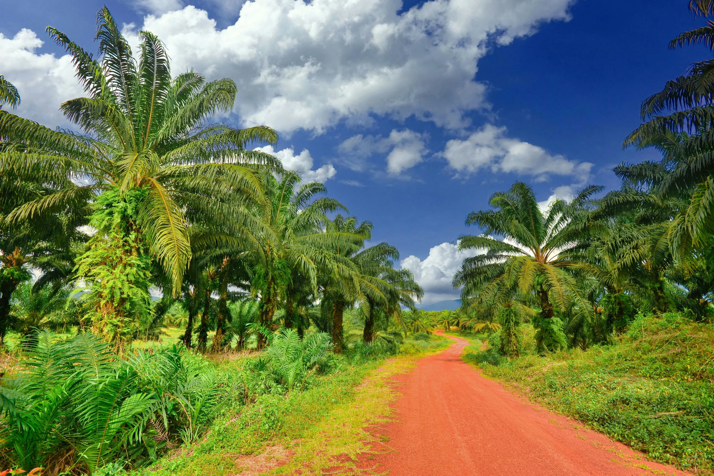A dirt path winding through a lush coconut grove with tall coconut palm trees on both sides under a partly cloudy blue sky.
