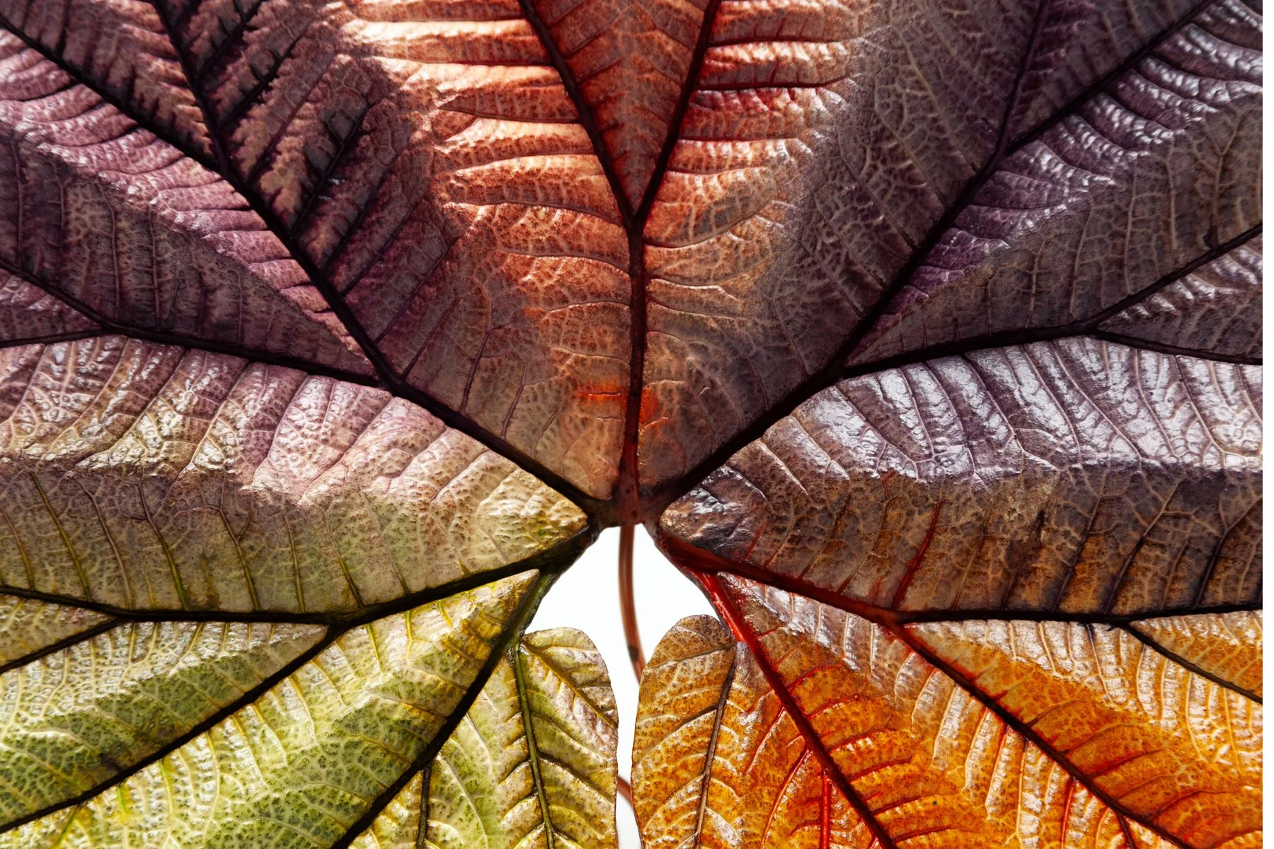 Close-up of a leaf sculpture by artist Tania McCamy featuring visible veins, displaying shades of red, orange, yellow, purple, and brown.