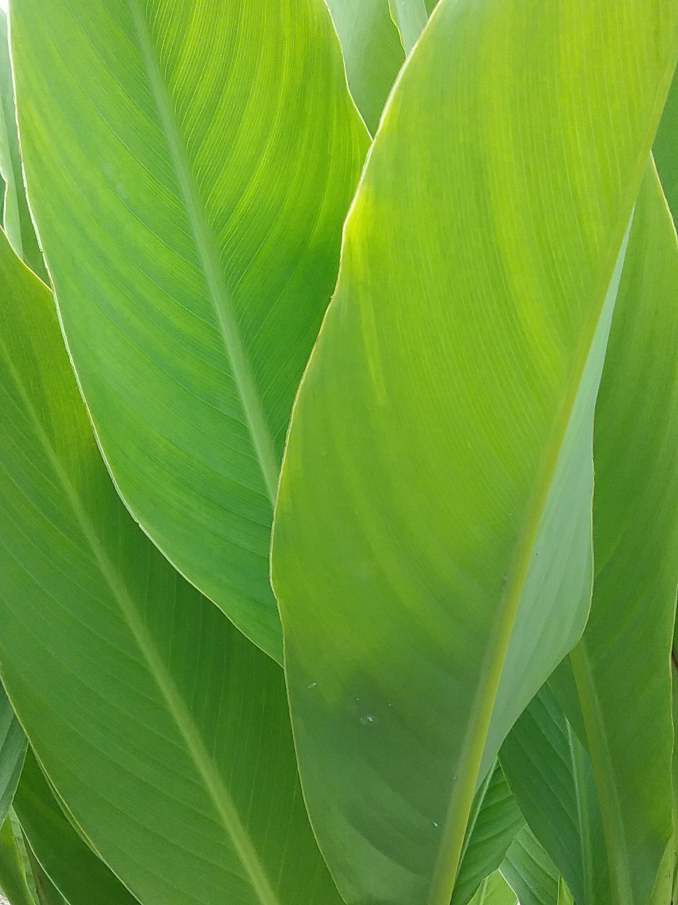 Close-up of green leaves with visible veins.