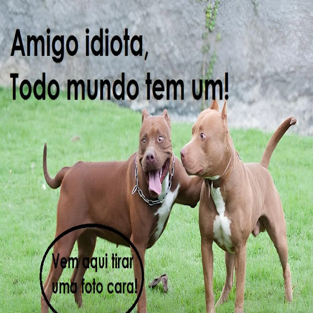 photo (1)500x (1)melhor.jpg