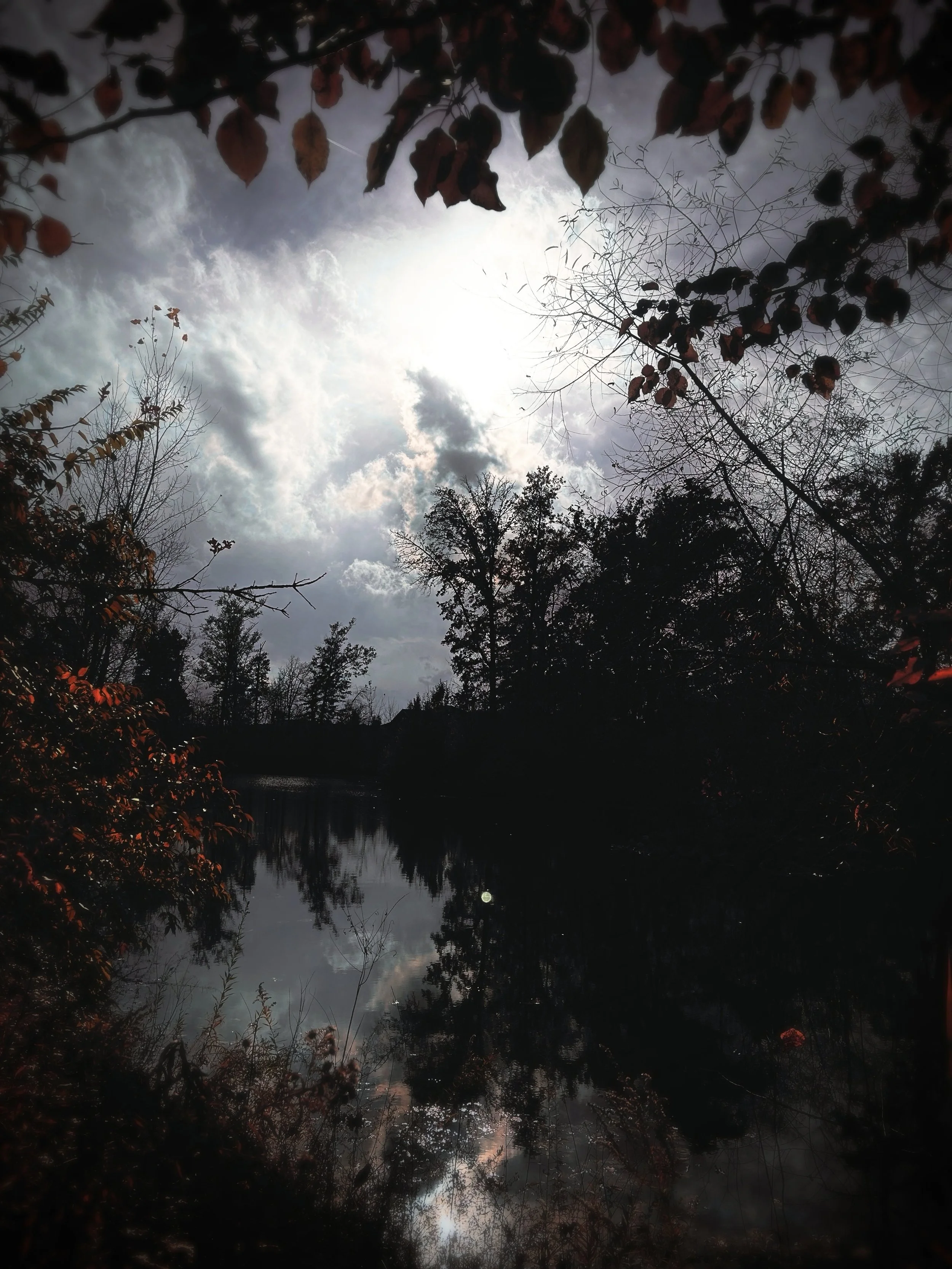 "Veteran's Park Woods". Shot on iPhone 14. (2025)